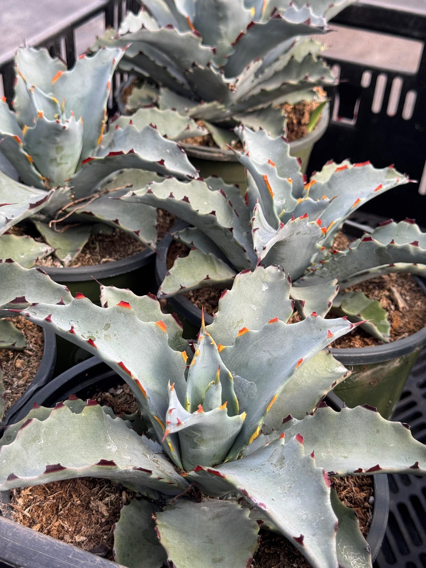 Agave sierra azul