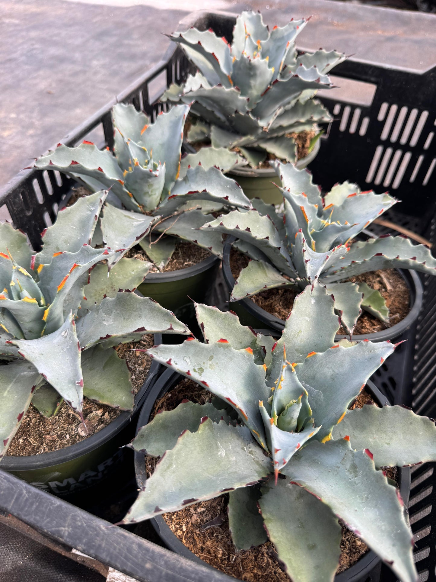 Agave sierra azul