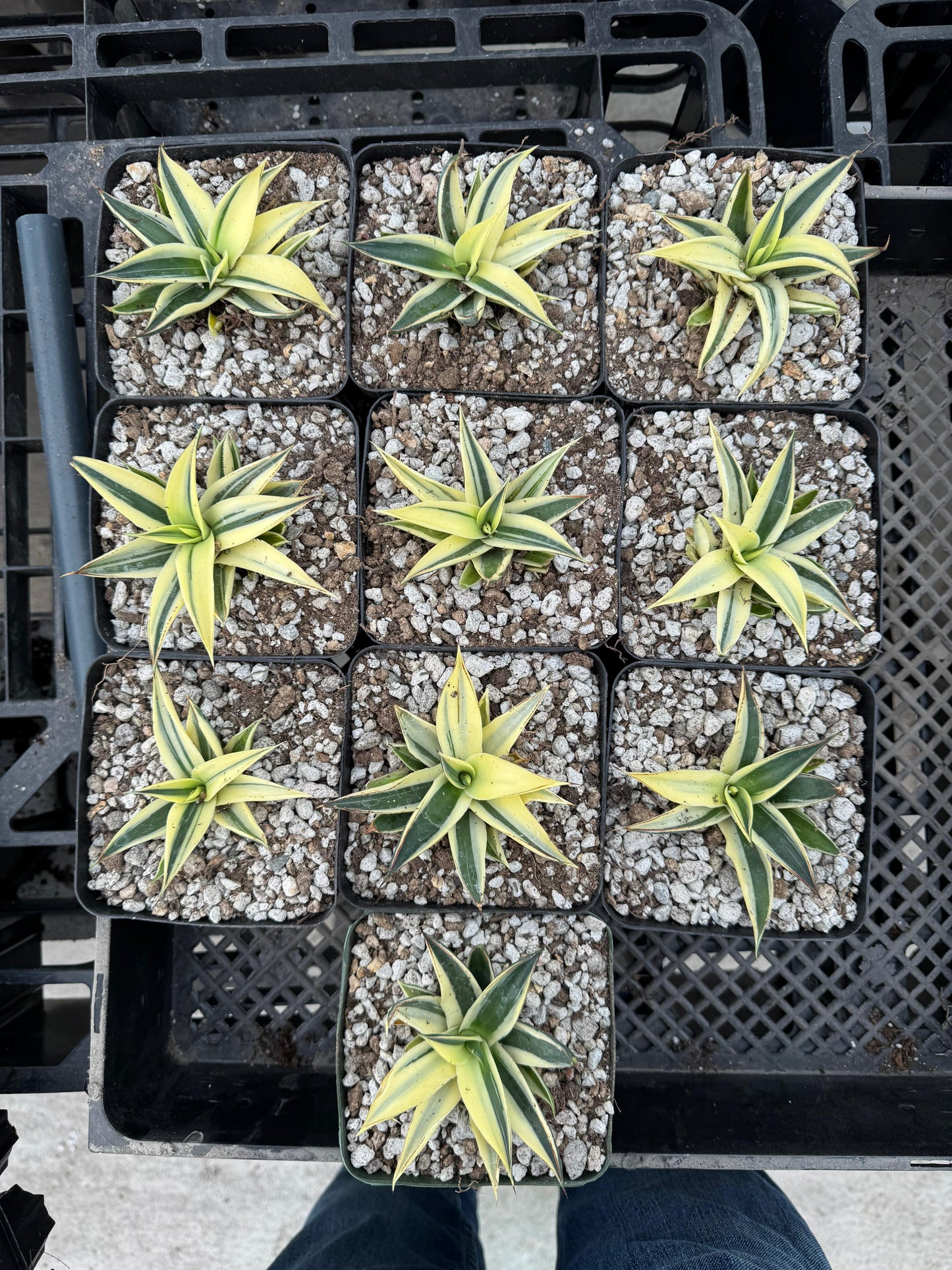 Agave snowglow half moon variegado