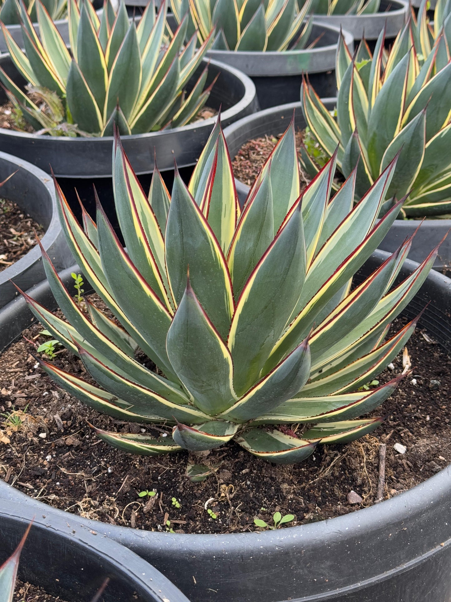 Agave sunglow jumbo
