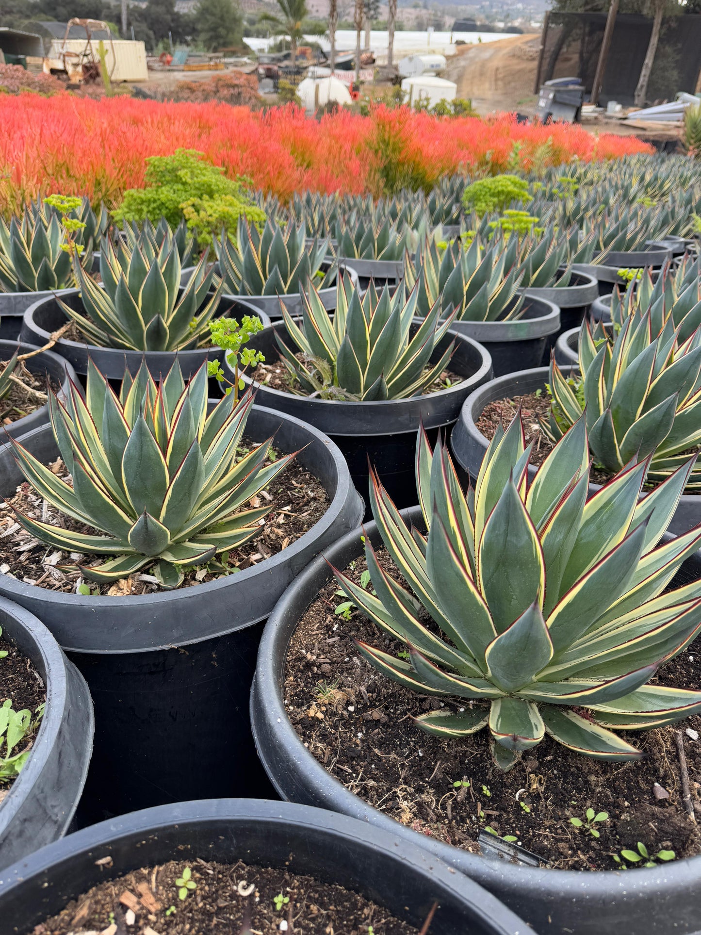 Agave sunglow jumbo