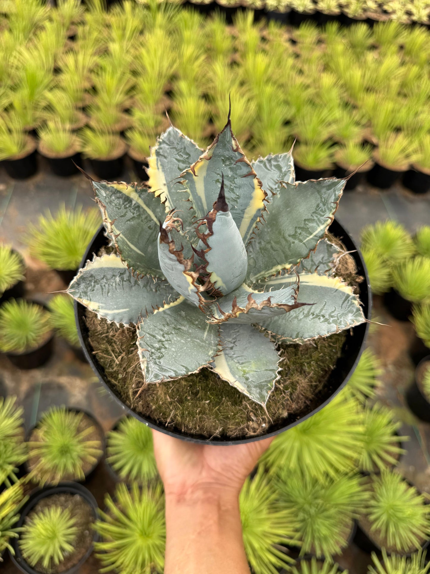 Agave titanota ‘lions mane’ variegado