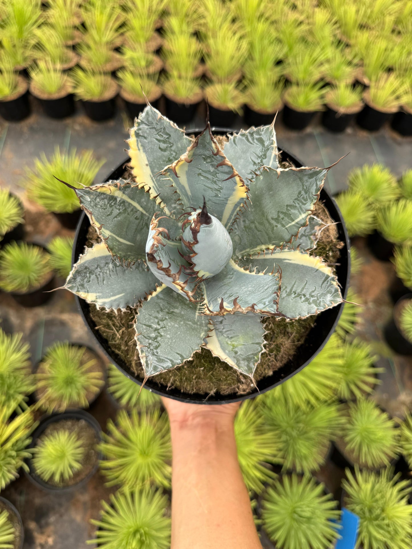 Agave titanota ‘lions mane’ variegado