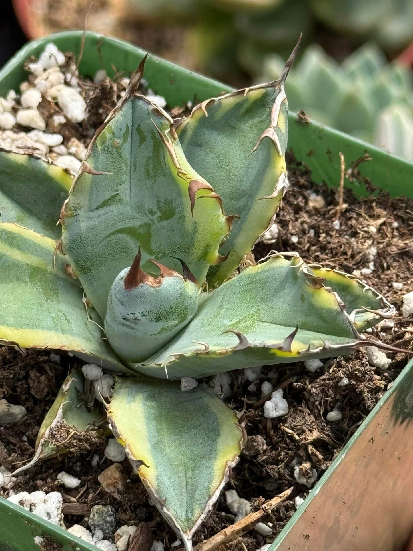 Agave black and blue variegado