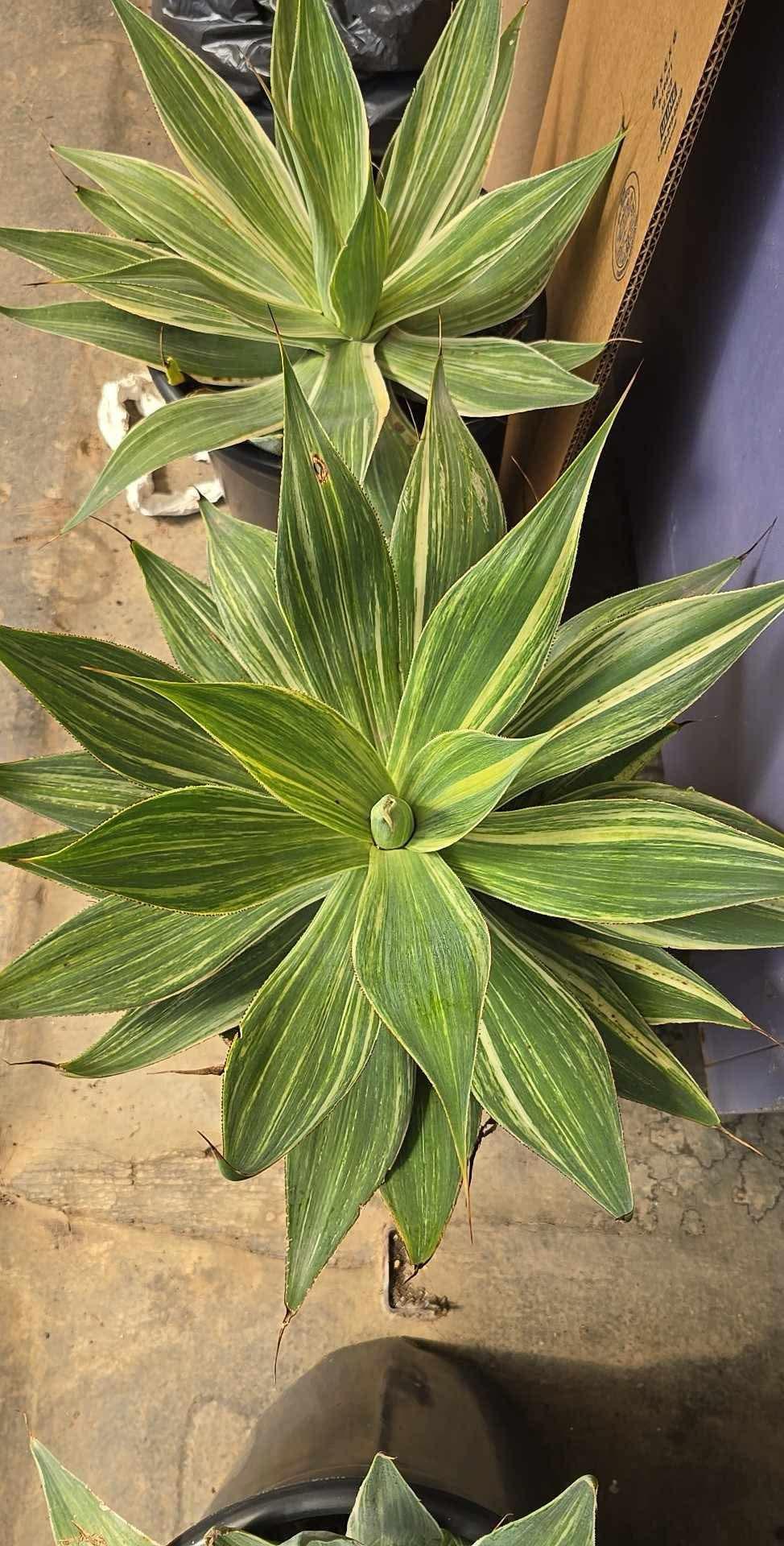 Agave blue flame streaker variegado