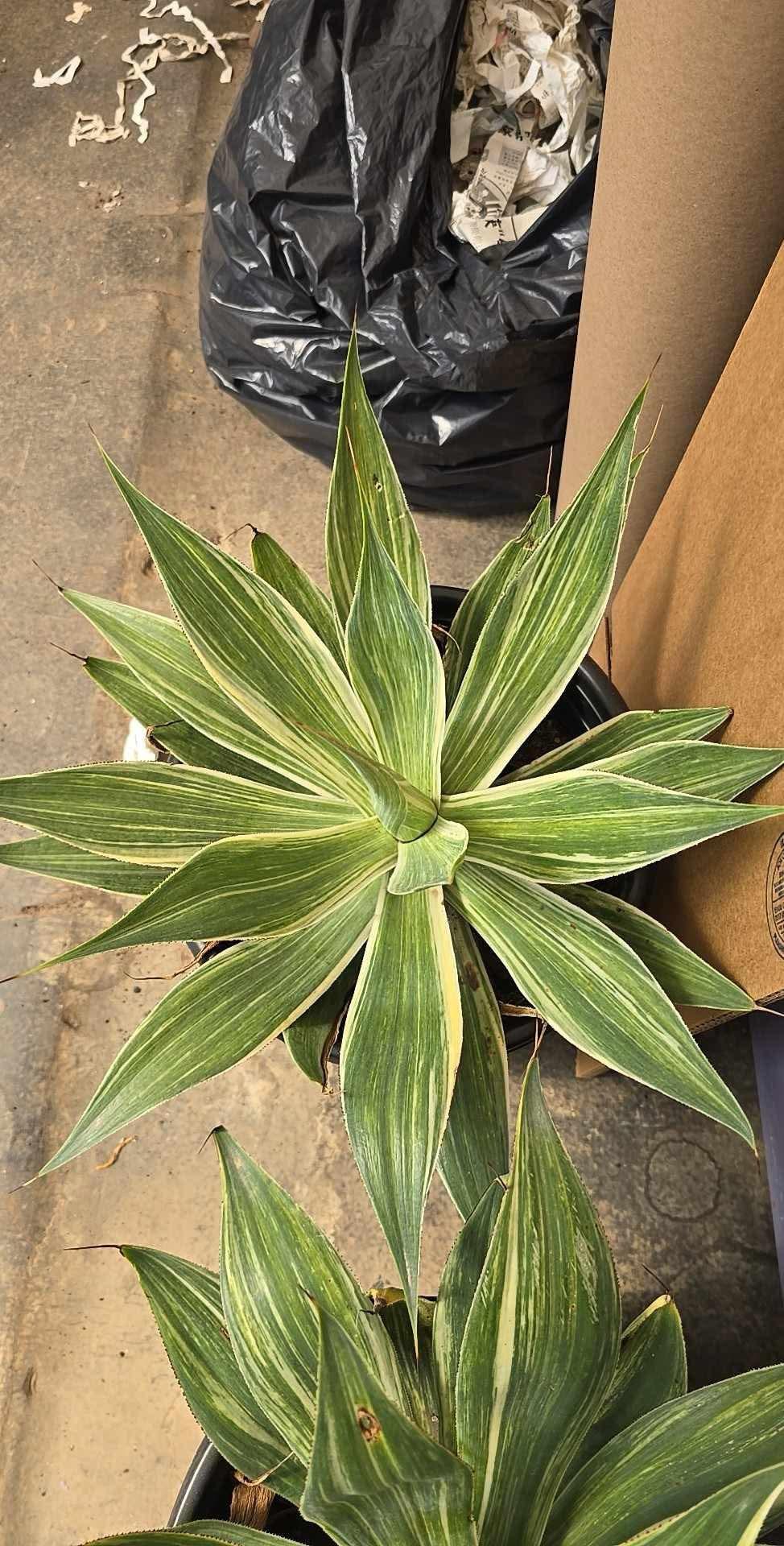 Agave blue flame streaker variegado
