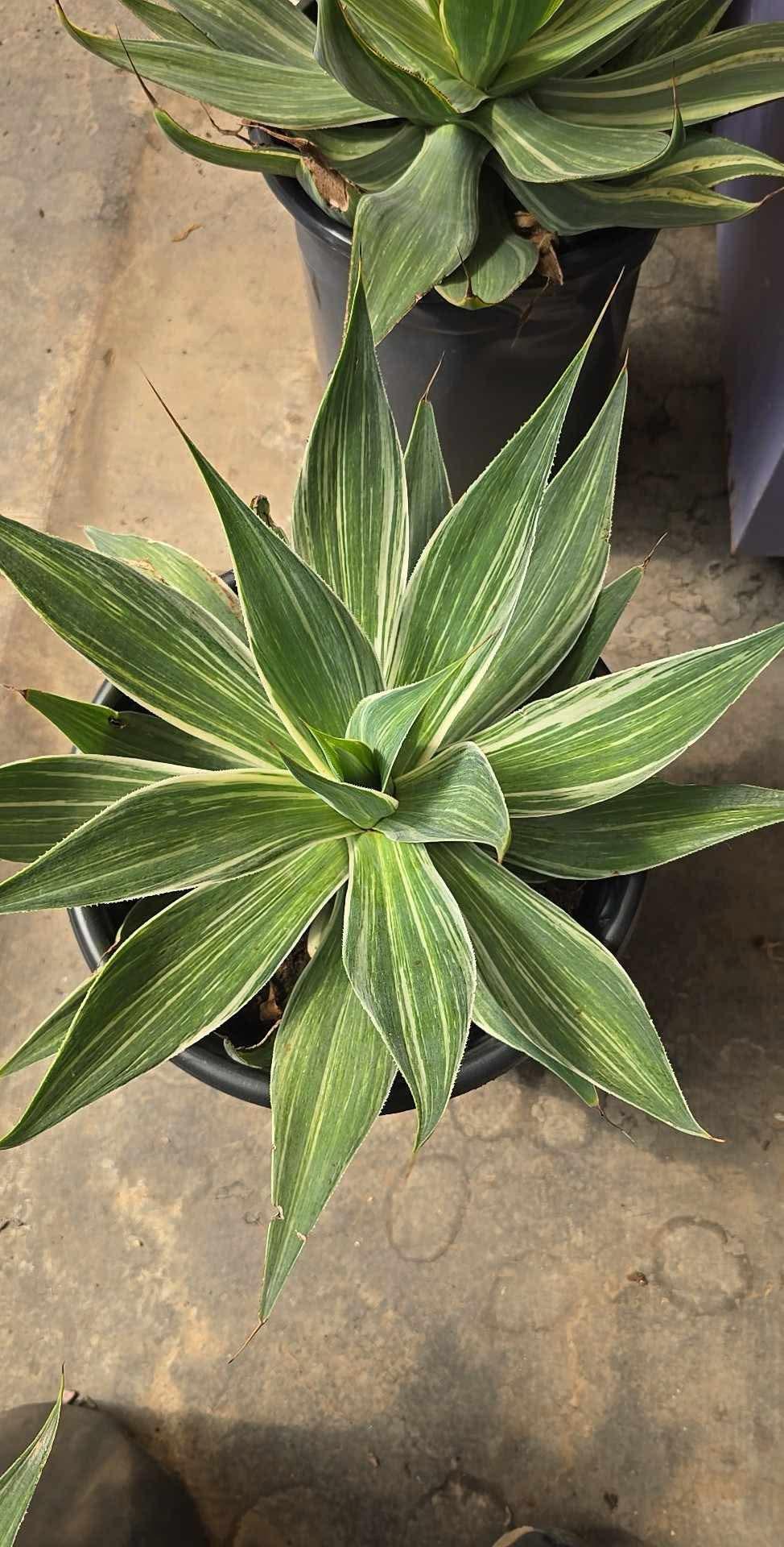 Agave blue flame streaker variegado