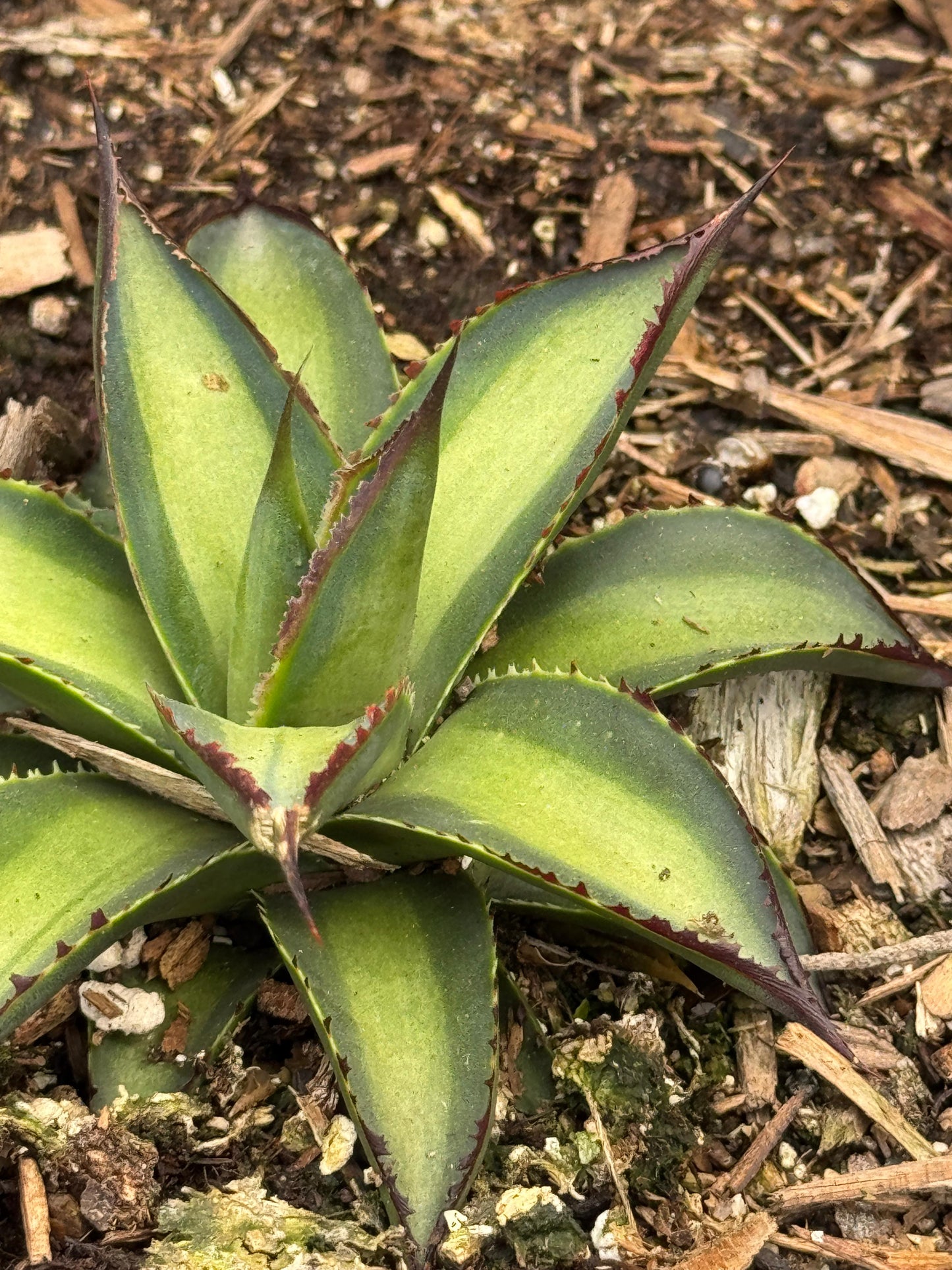 Agave greenglow