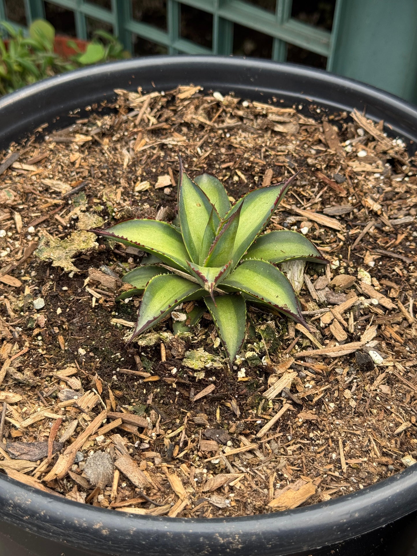 Agave greenglow