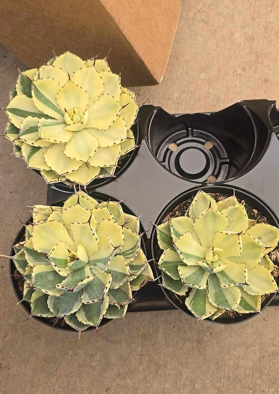 Agave kisho kan half moon Variegated