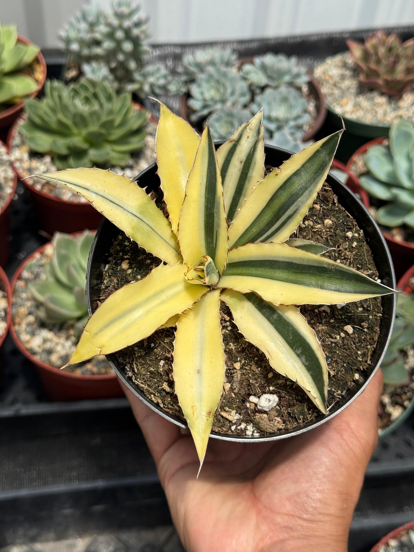 Agave lophantha quadricolor half moon Variegado