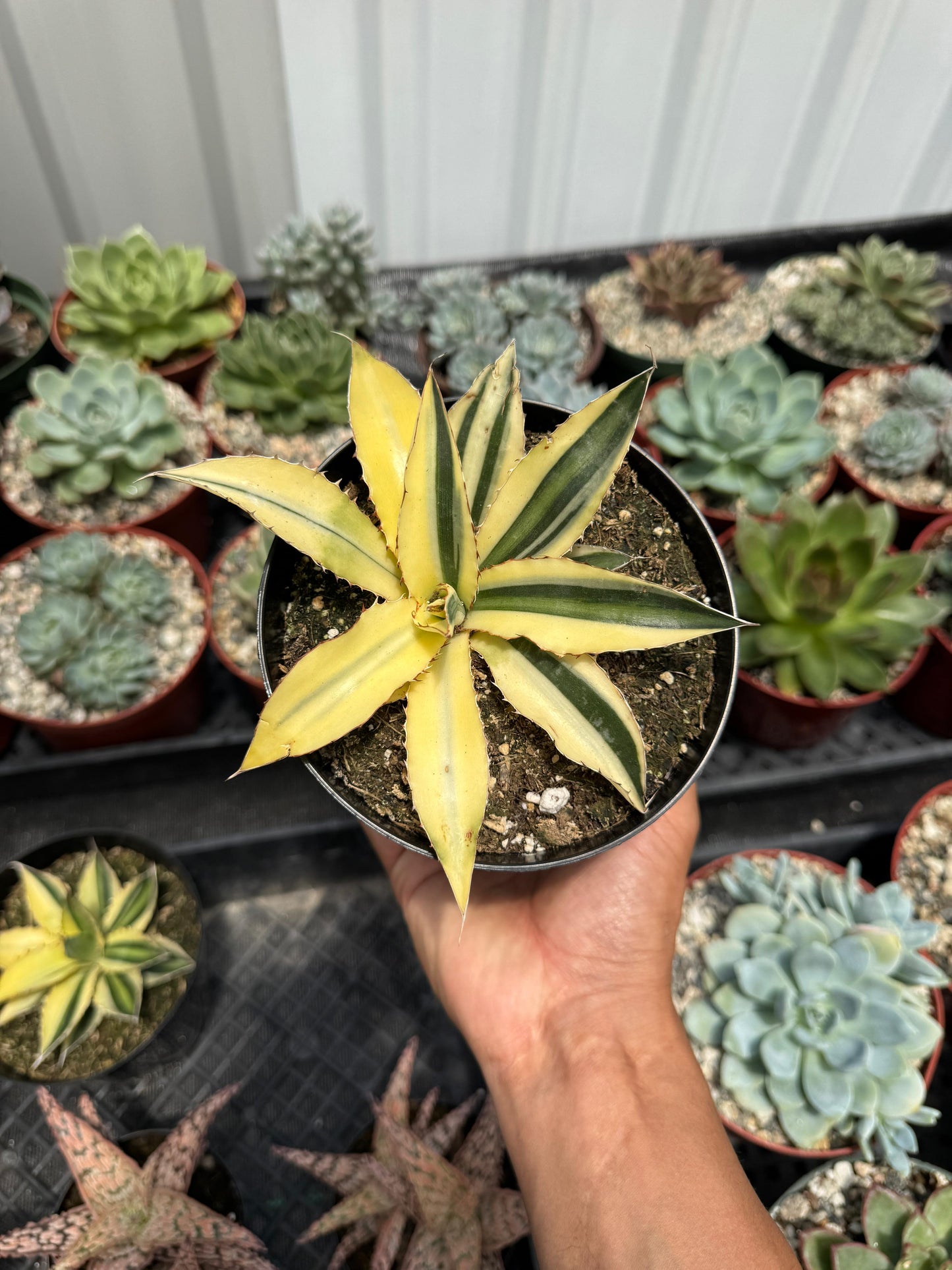 Agave lophantha quadricolor half moon Variegado