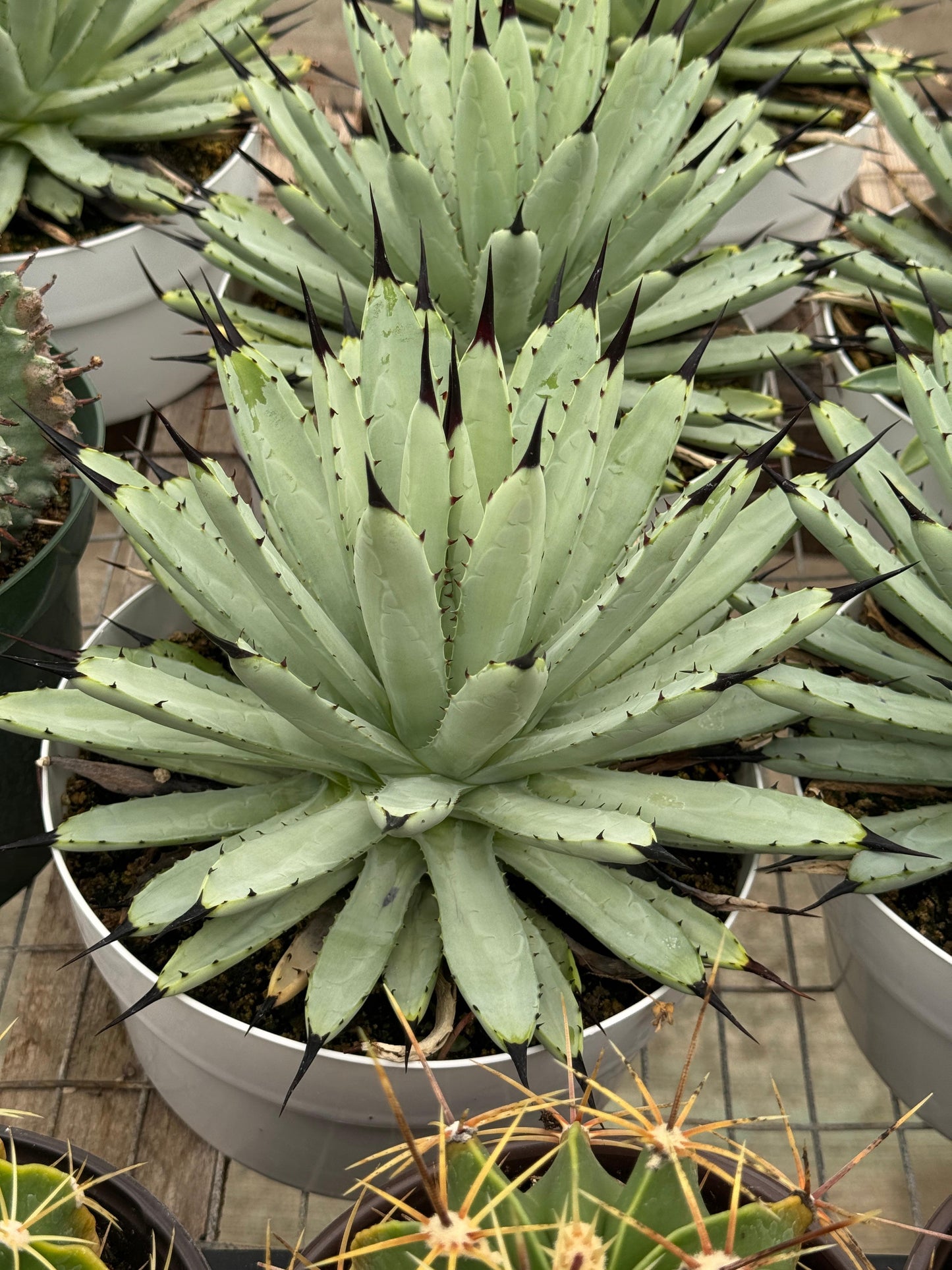 Agave macroacantha