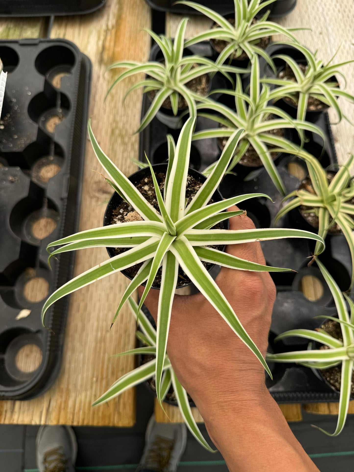 Agave monterrey frost