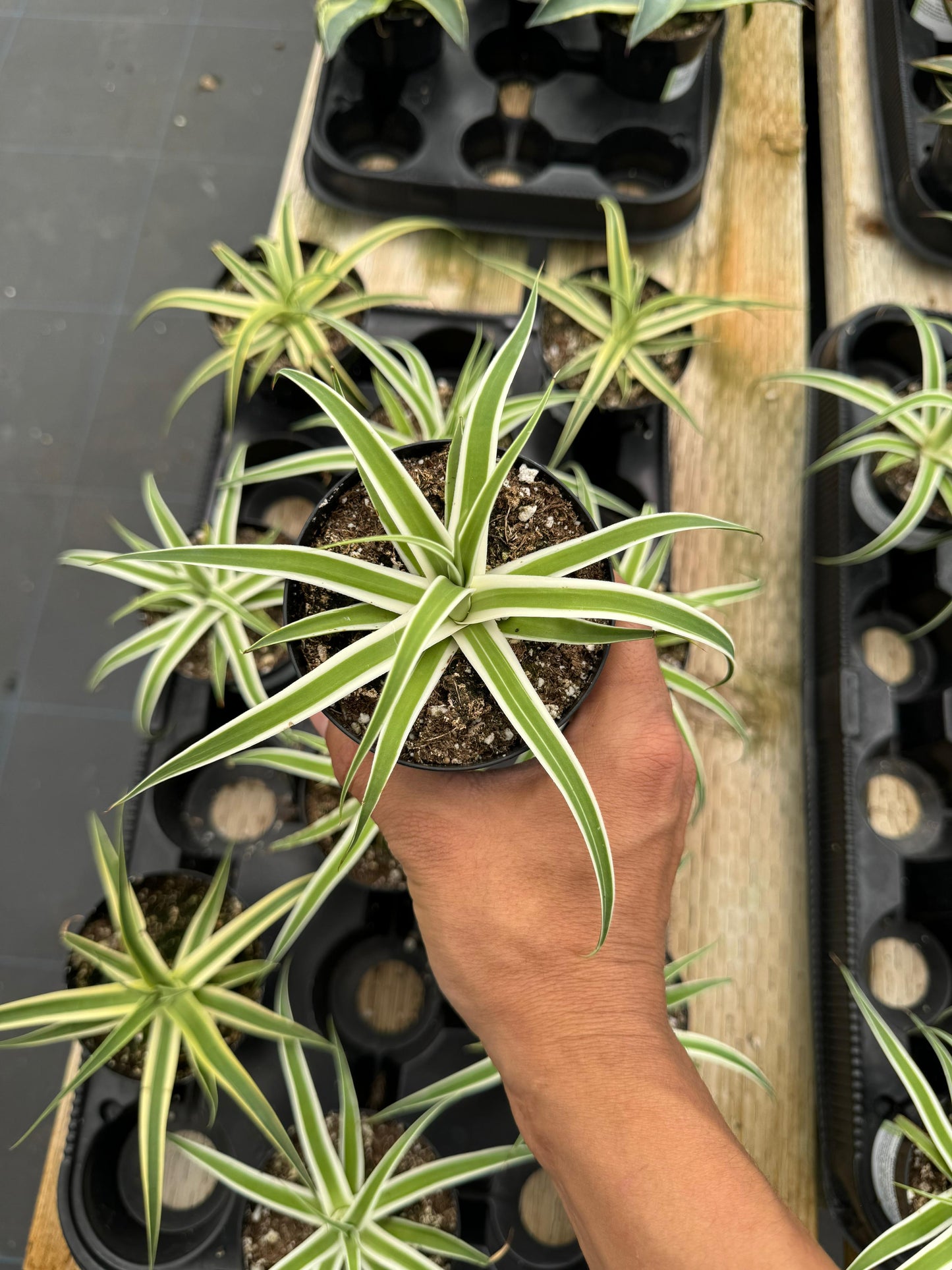 Agave monterrey frost