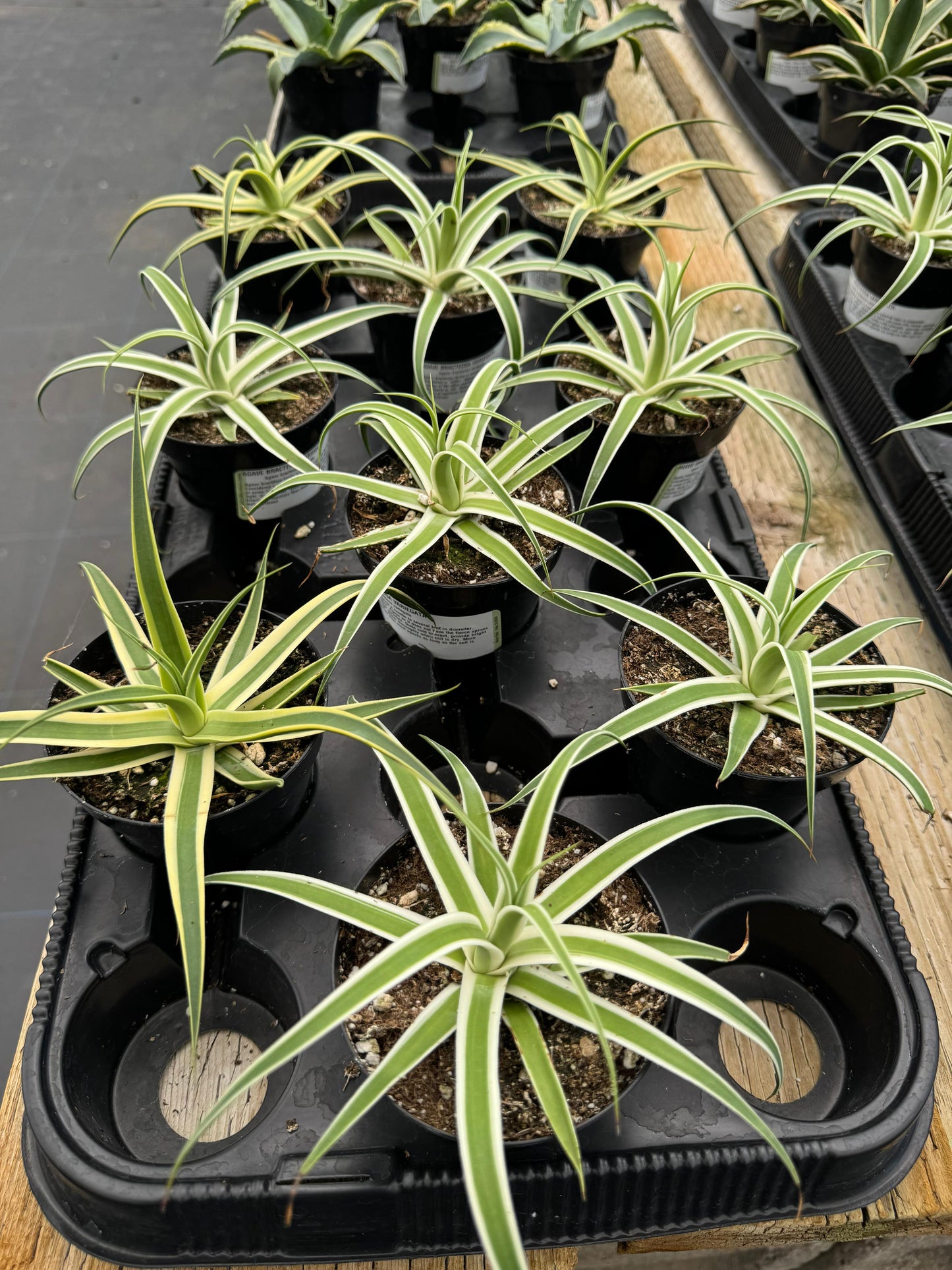 Agave monterrey frost