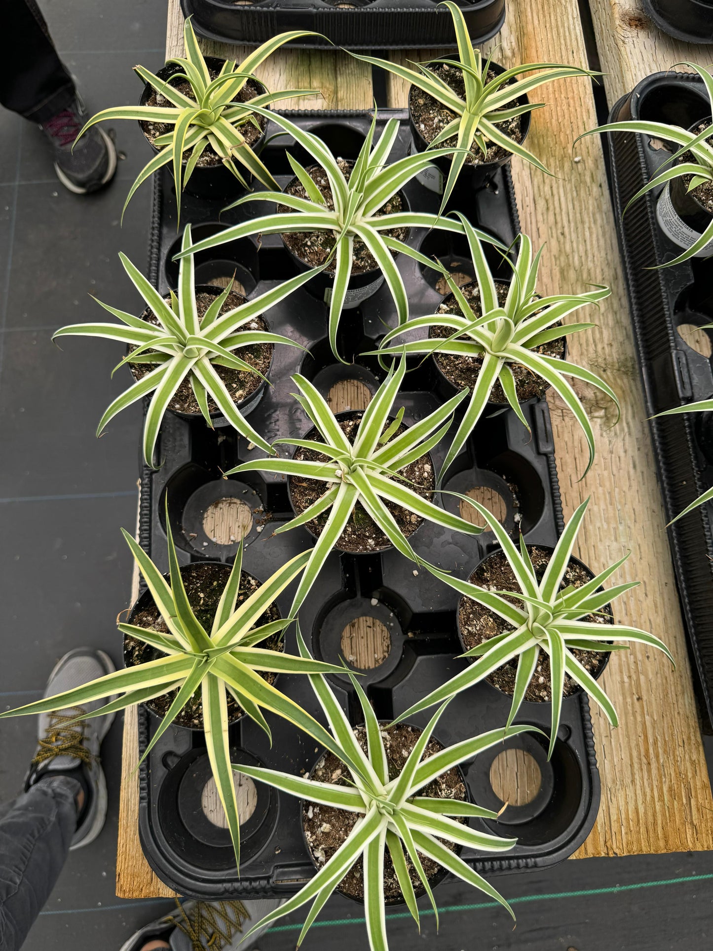 Agave monterrey frost