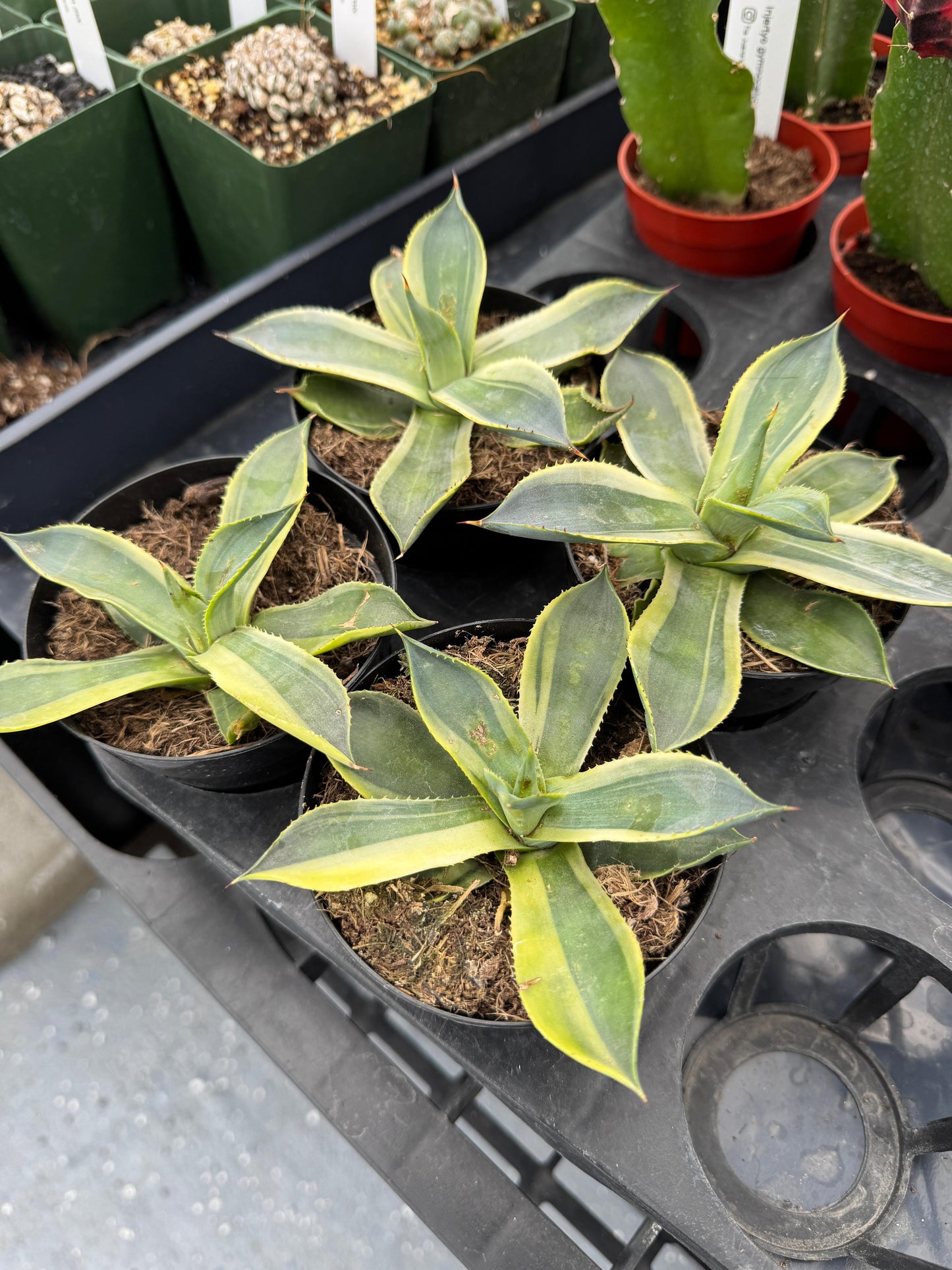 Agave ovatifolia variegado