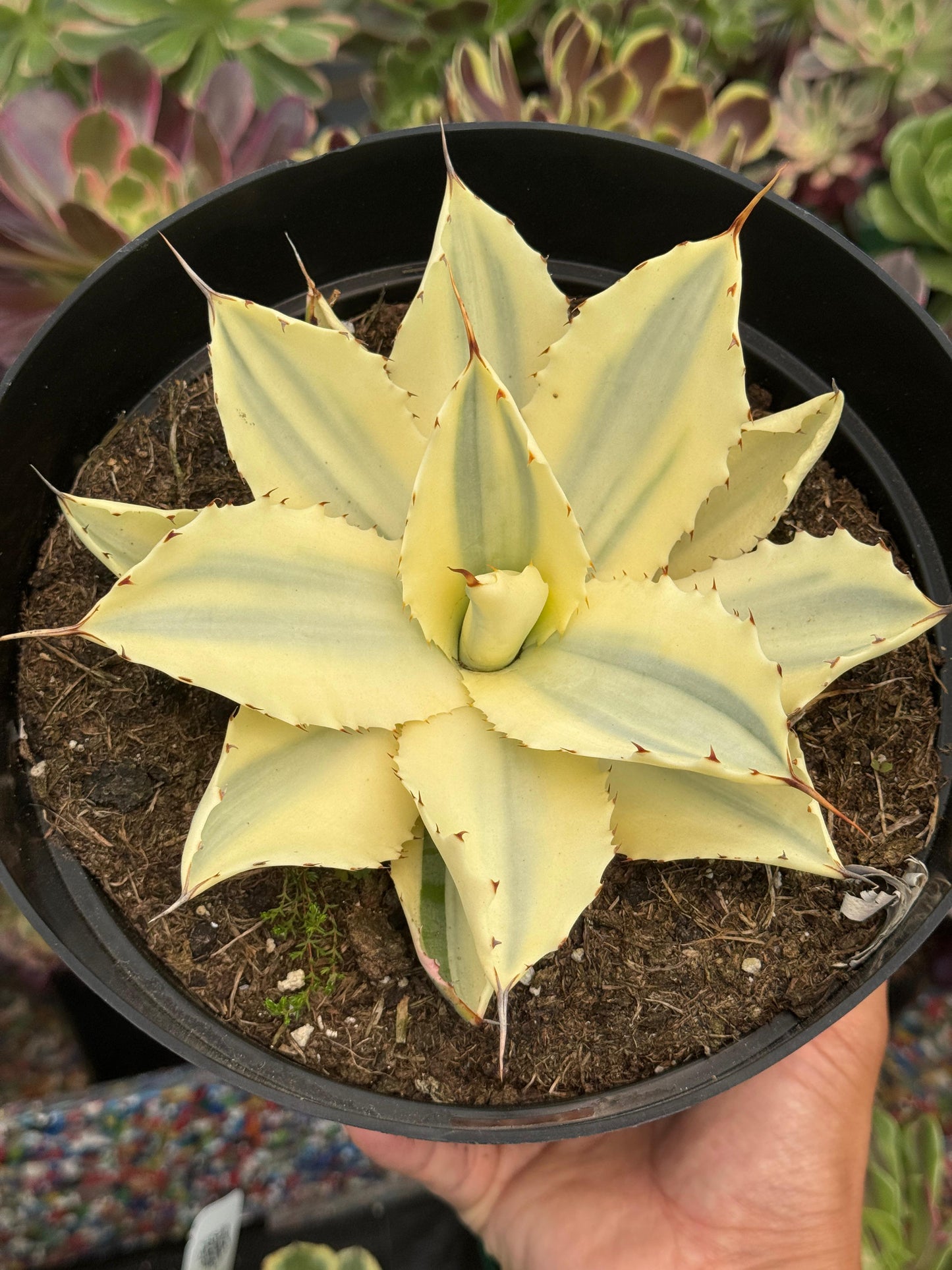 Agave potatorum snowfall áurea variegado