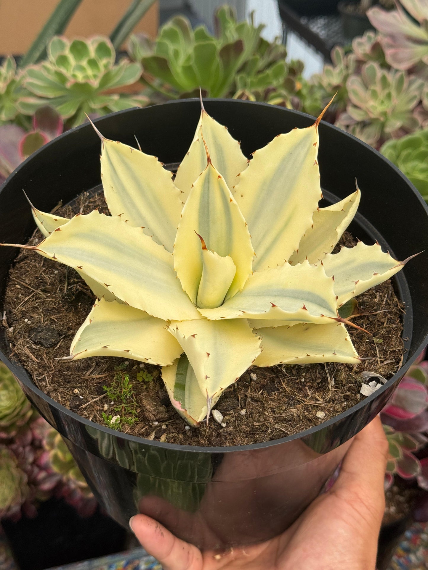 Agave potatorum snowfall áurea variegado