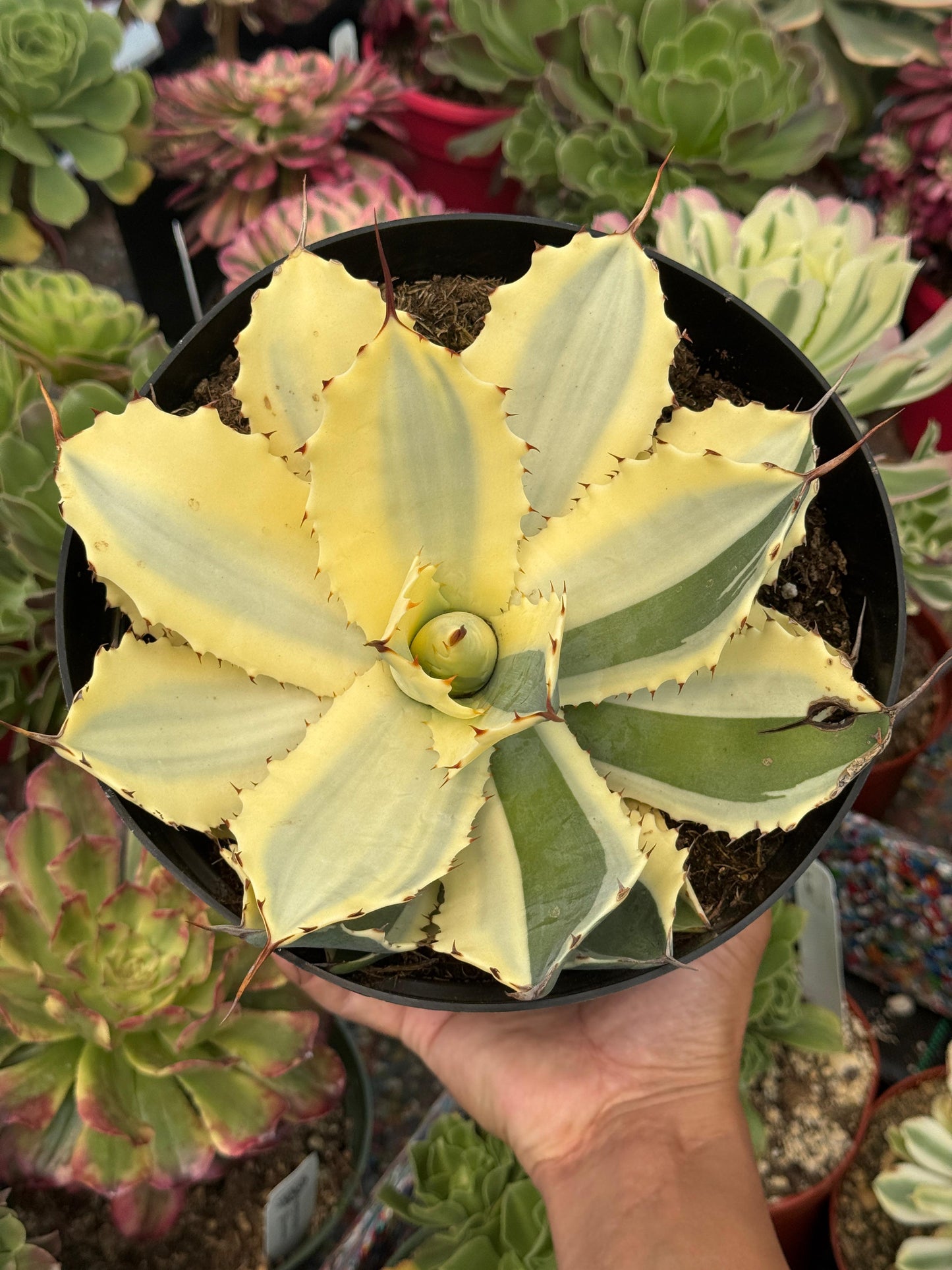 Agave potatorum snowfall áurea variegado