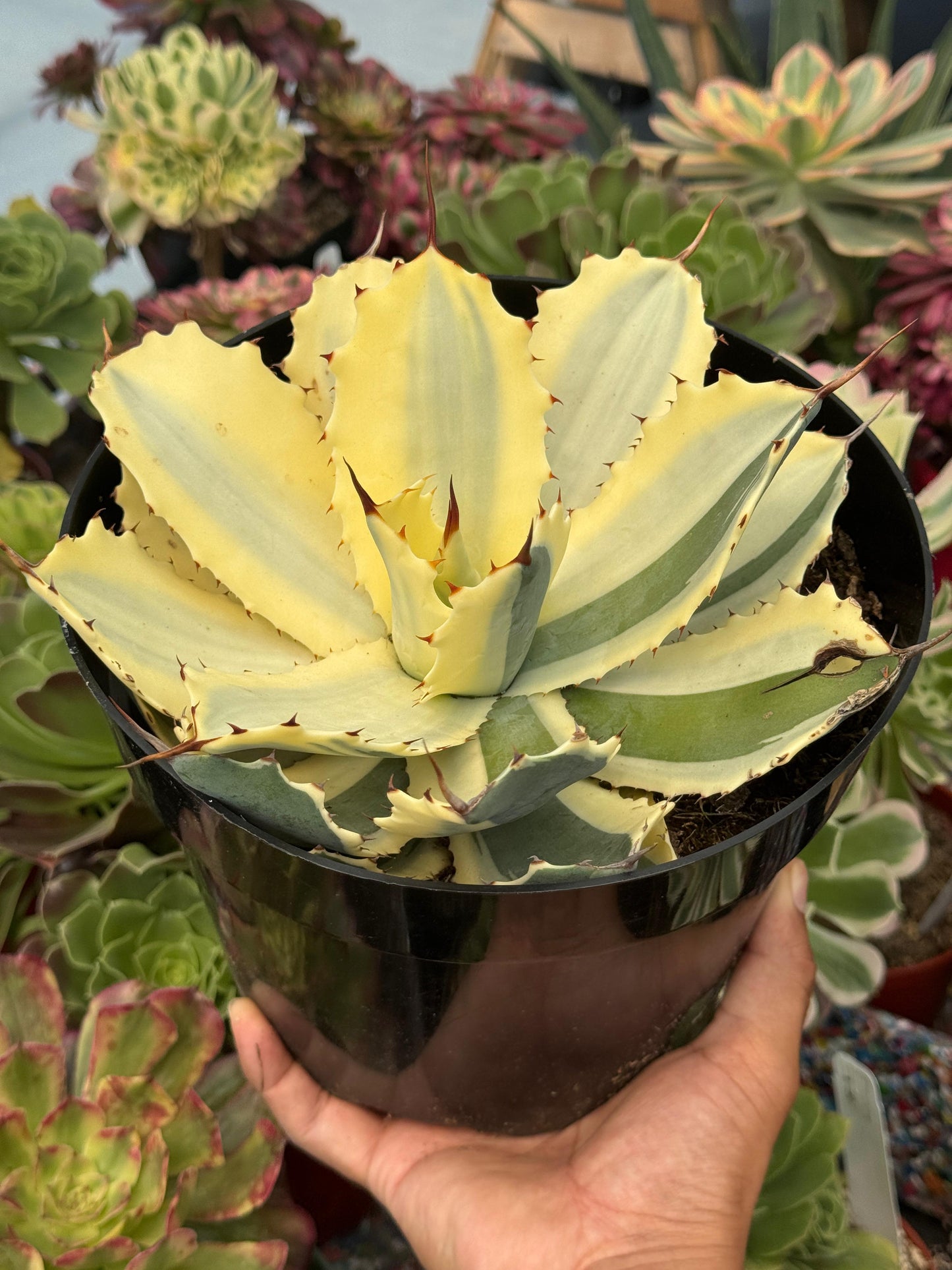 Agave potatorum snowfall áurea variegado