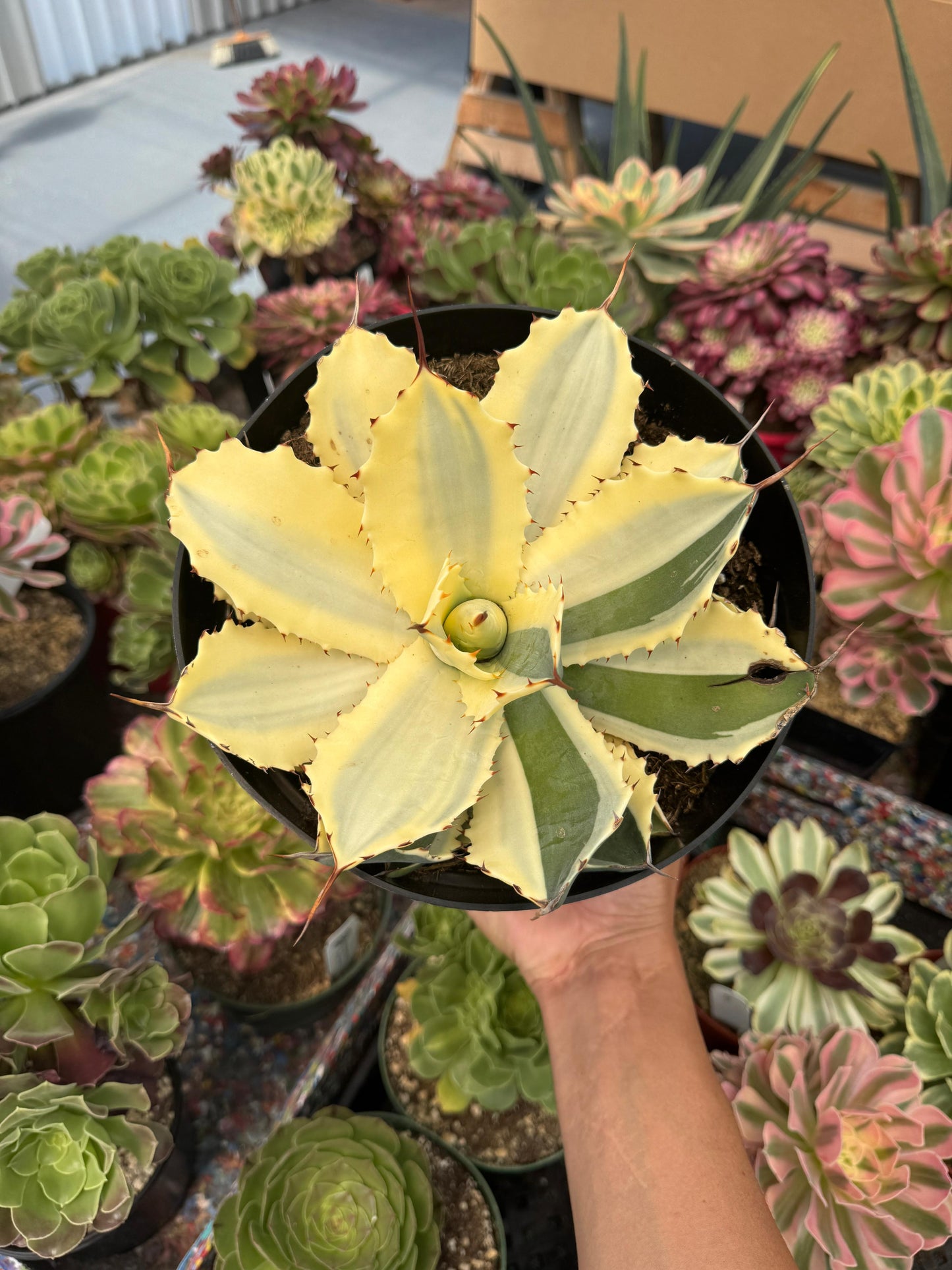 Agave potatorum snowfall áurea variegado