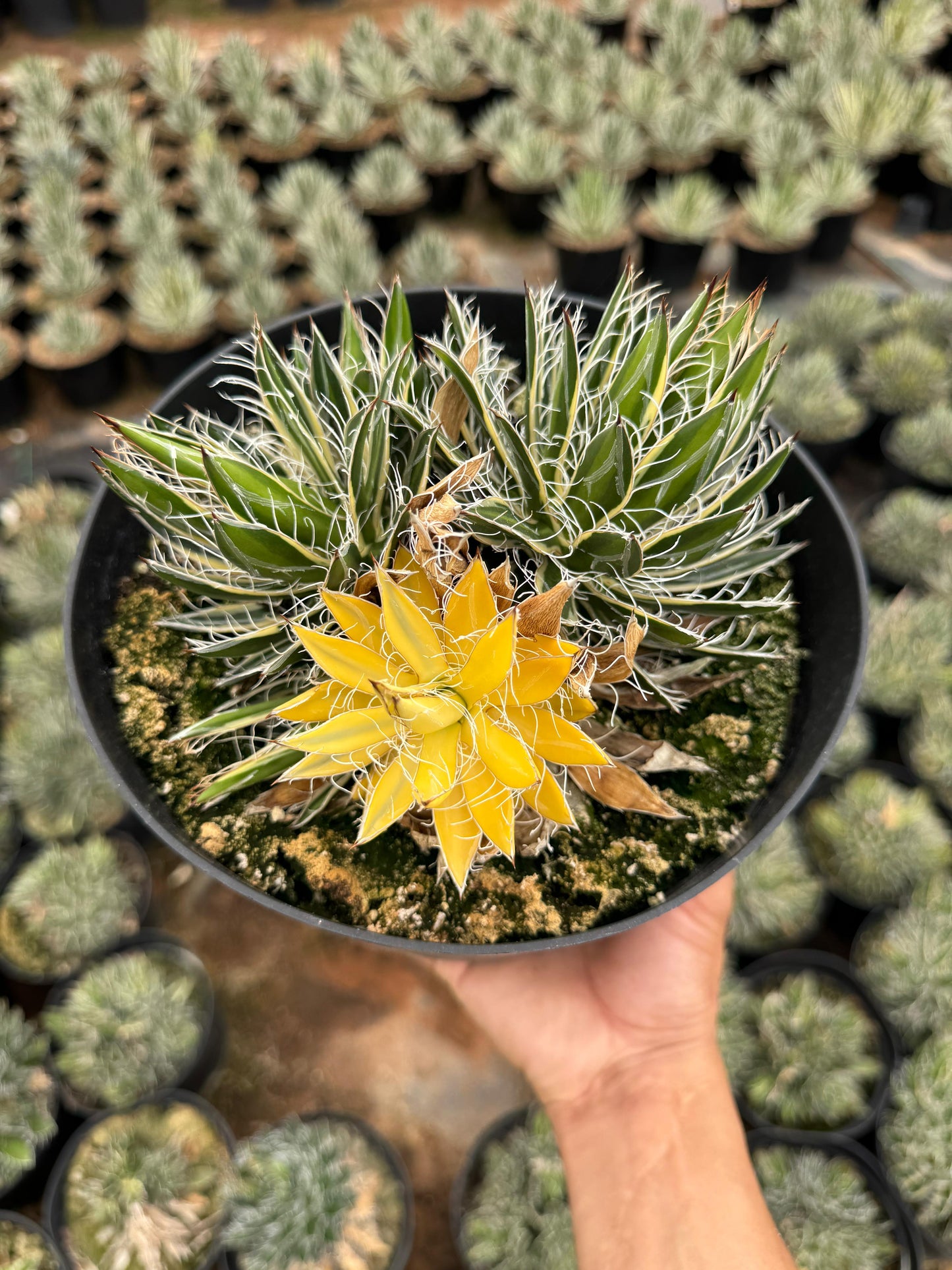 Agave shira ito no ohi cluster variegado