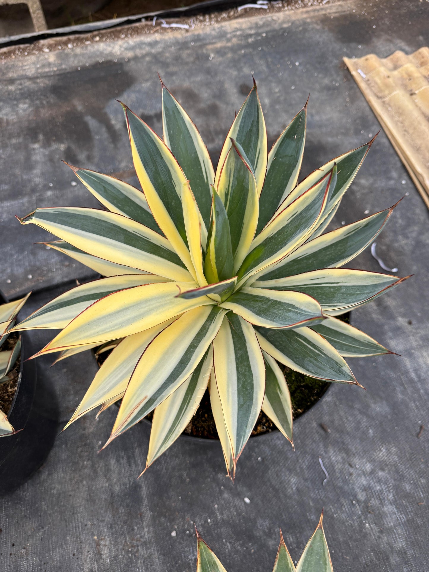 Agave sunglow half moon Variegated 8”