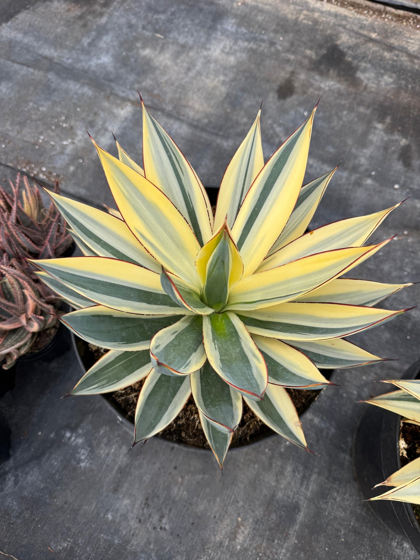 Agave sunglow half moon Variegated 8”