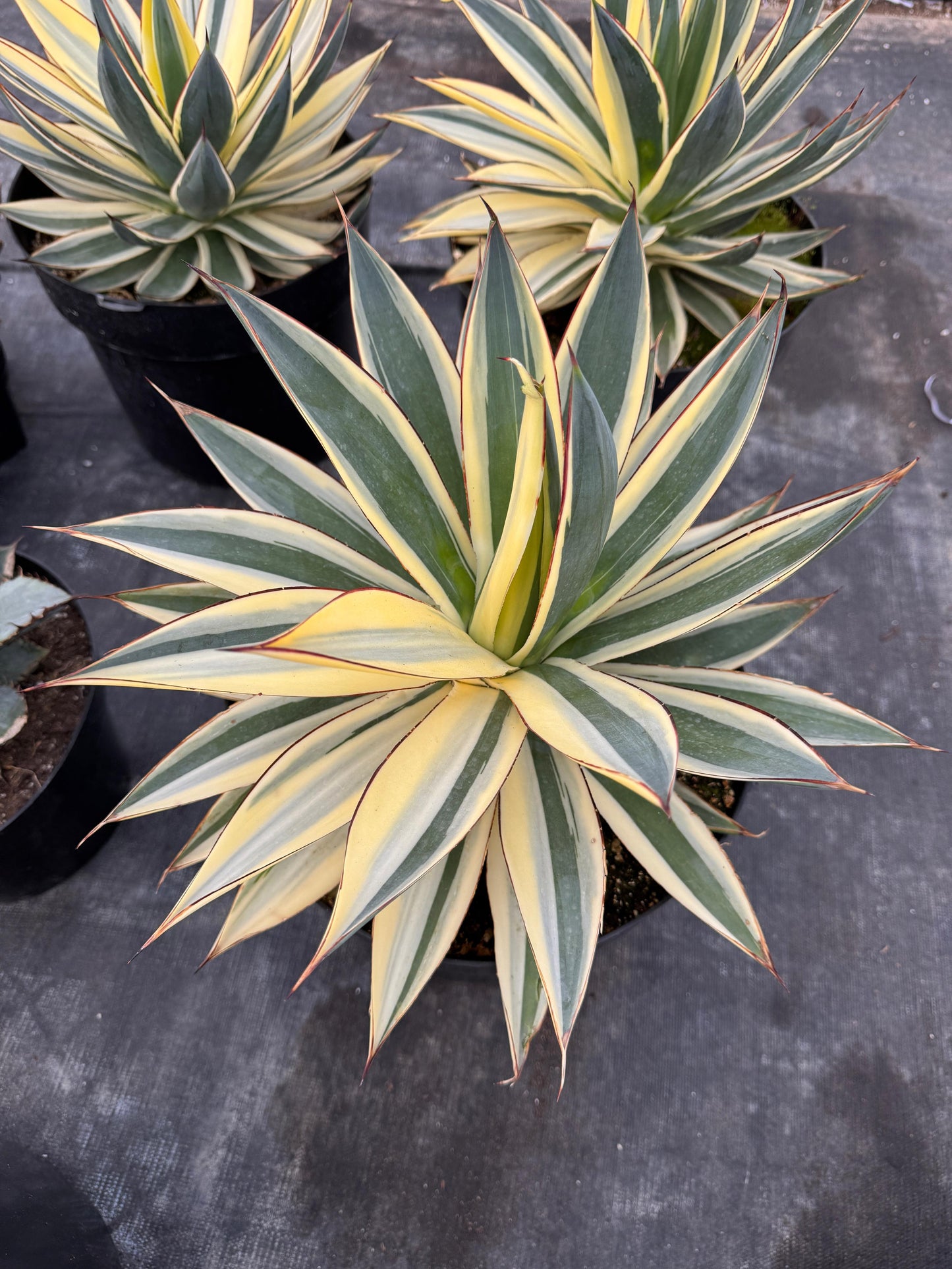 Agave sunglow half moon Variegated 8”