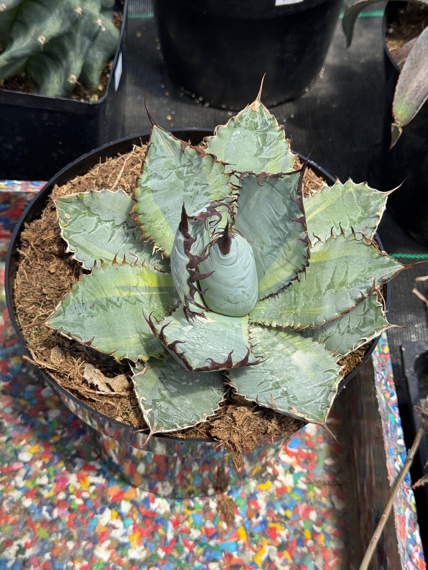 Agave titanota ‘lions mane’ variegado