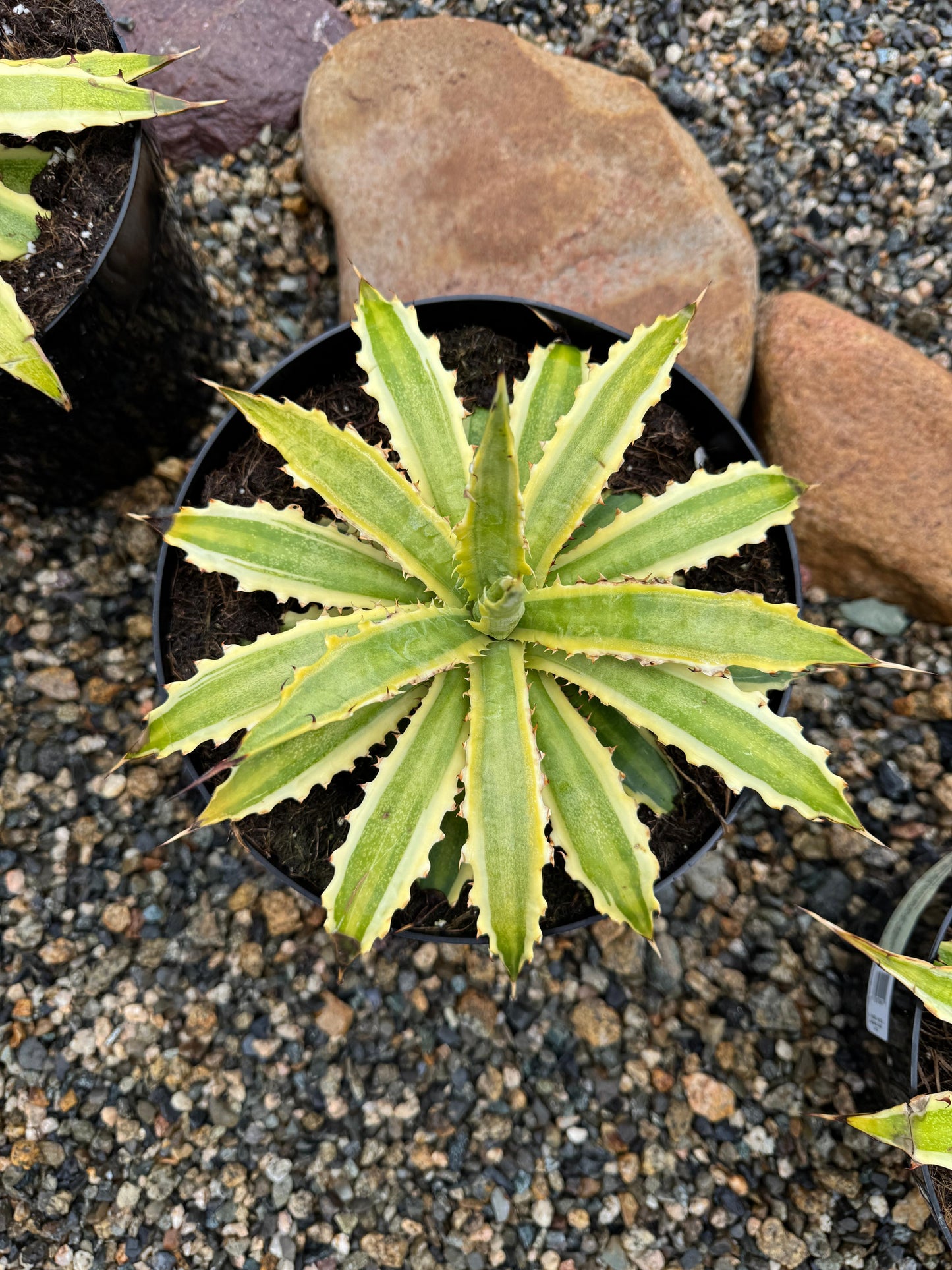 Agave xylonacantha frostbite 8”