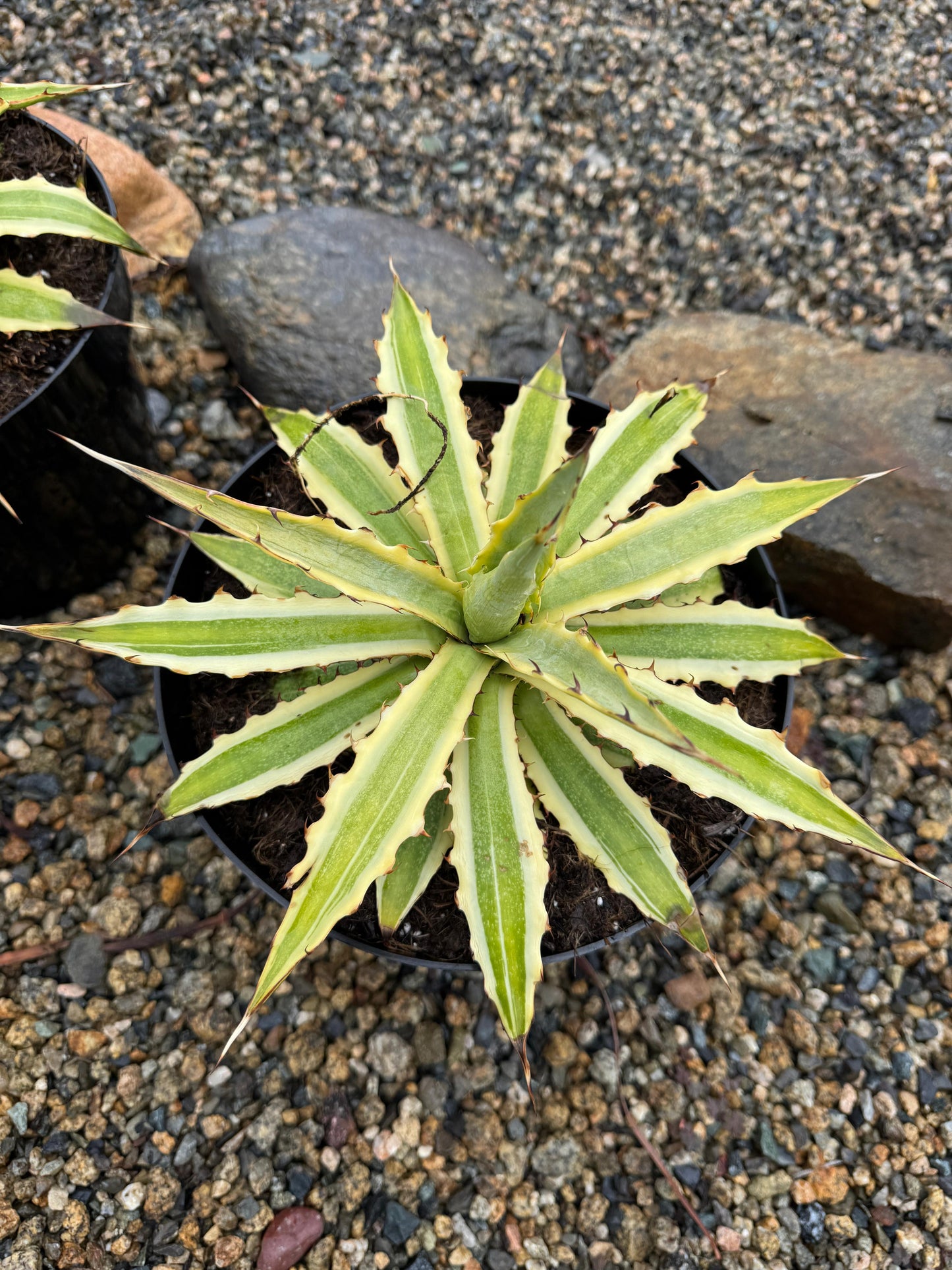 Agave xylonacantha frostbite 8”