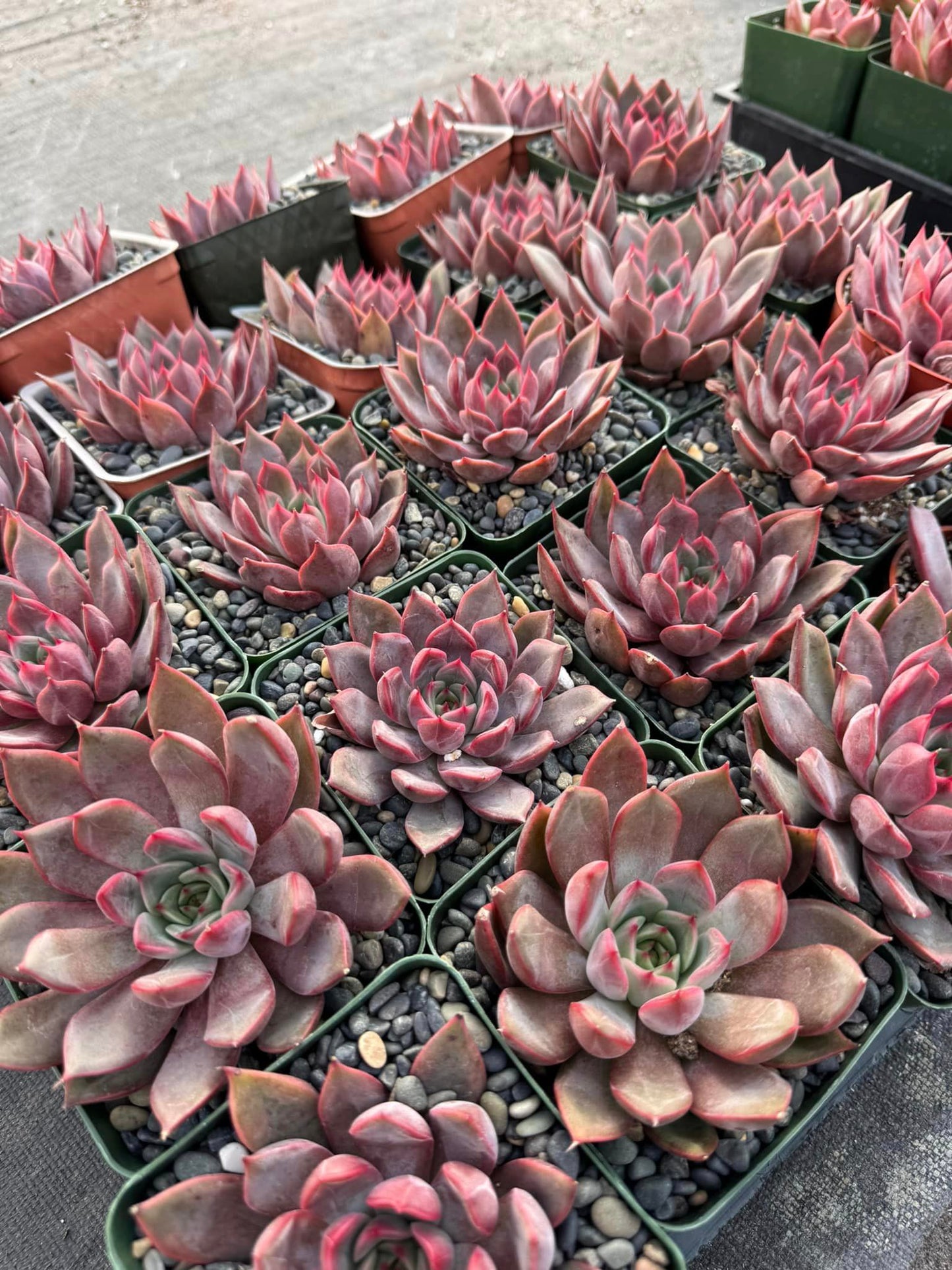 Agavoide red champagne