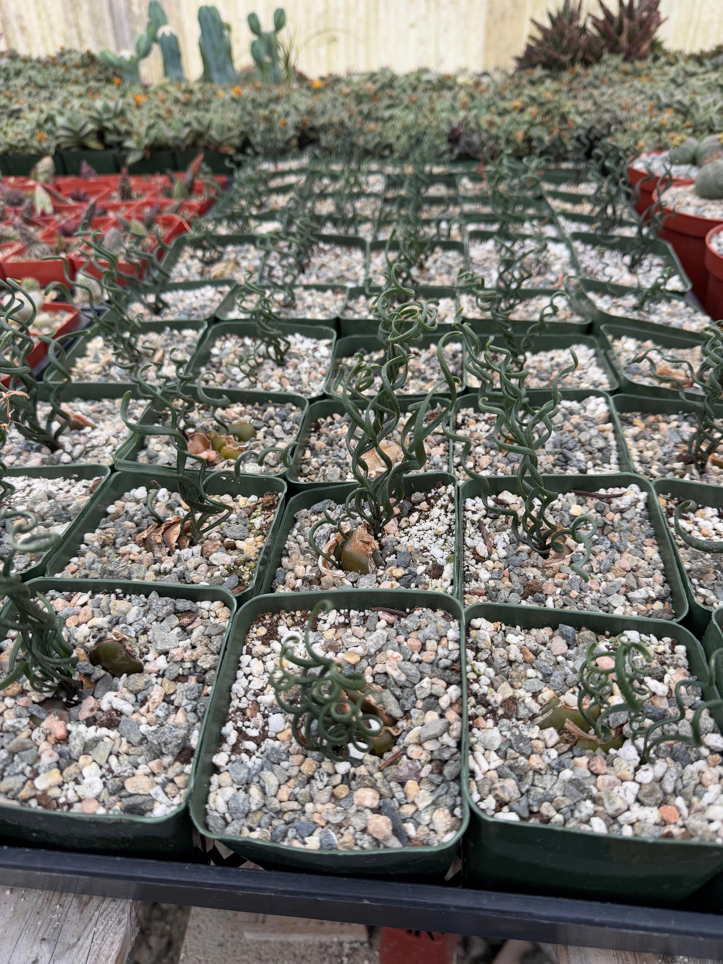 Albuca bruce-bayeri 4”