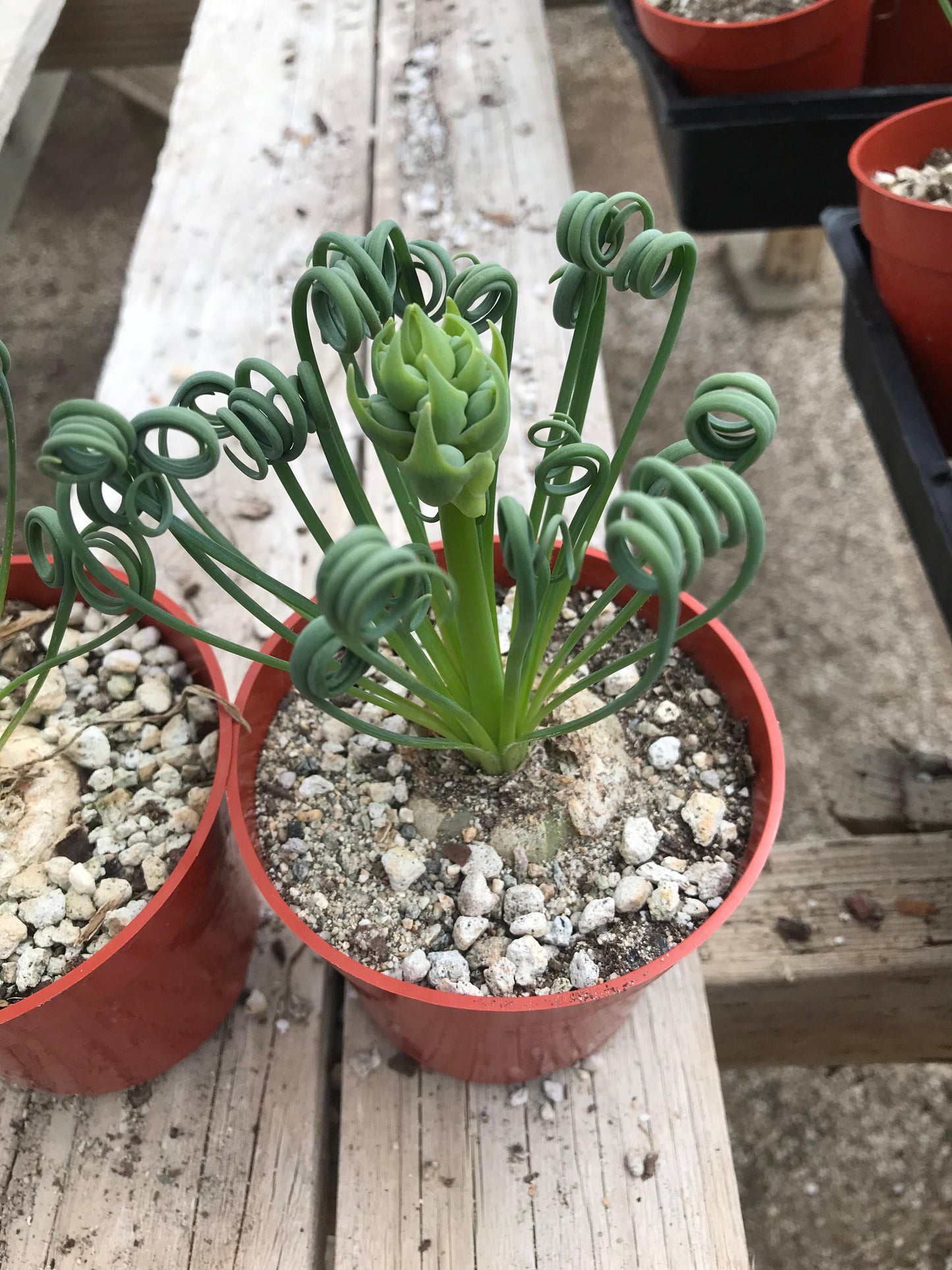 Albuca spiralis