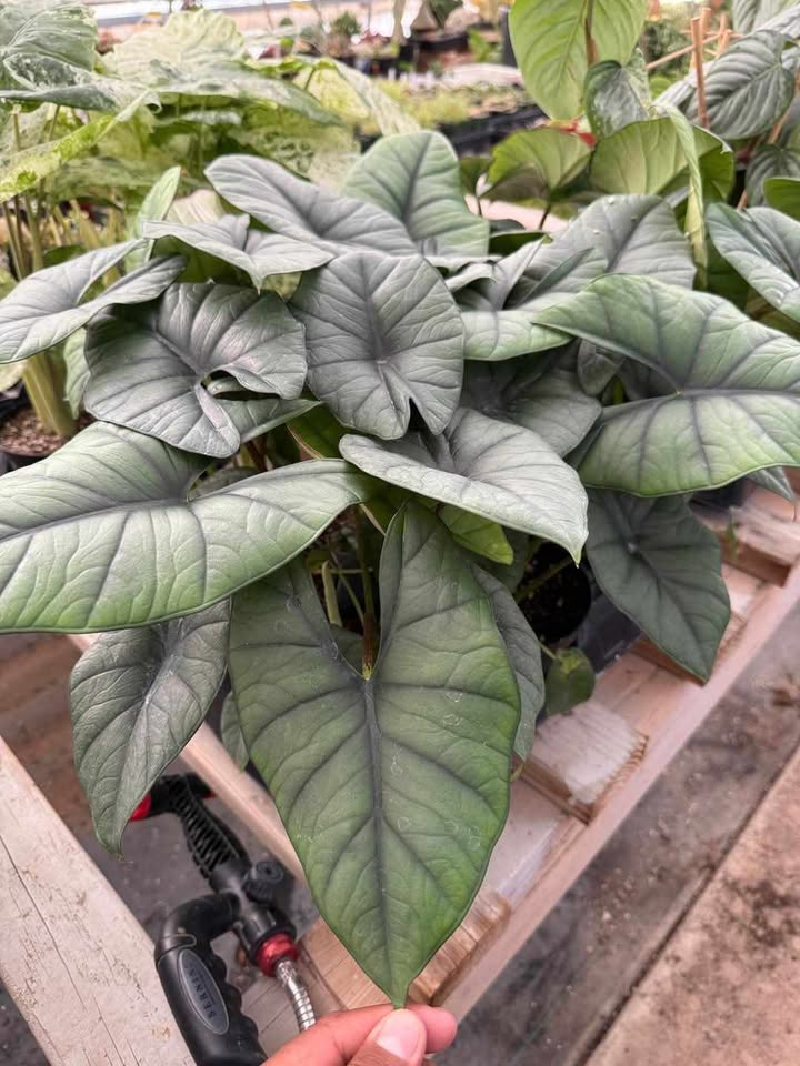Alocasia Platinum