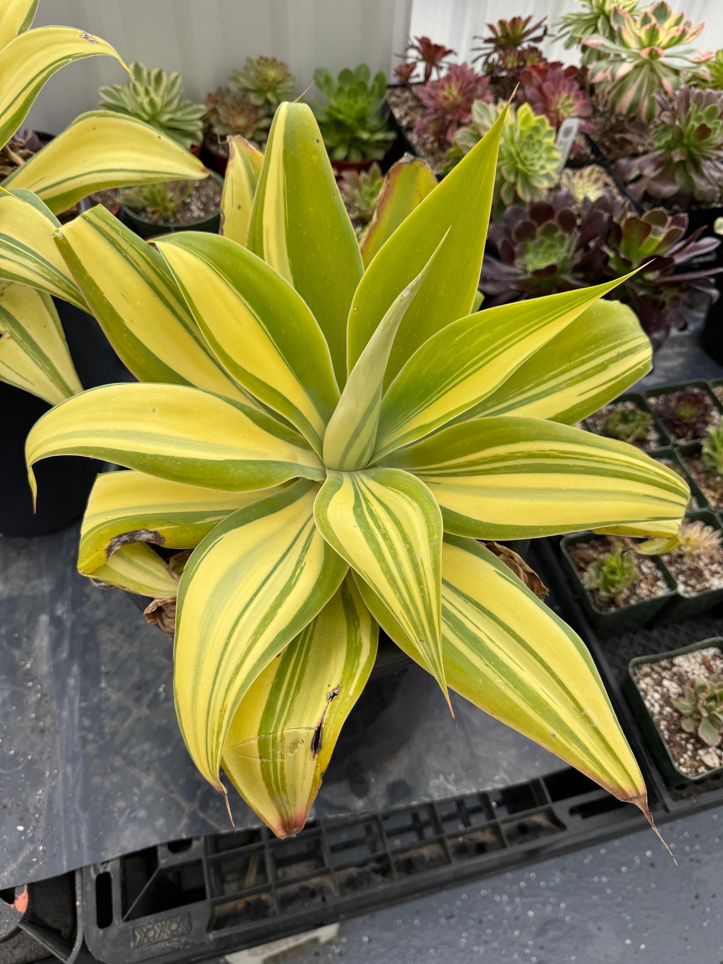 Agave Attenuata ray of light alta variegacion
