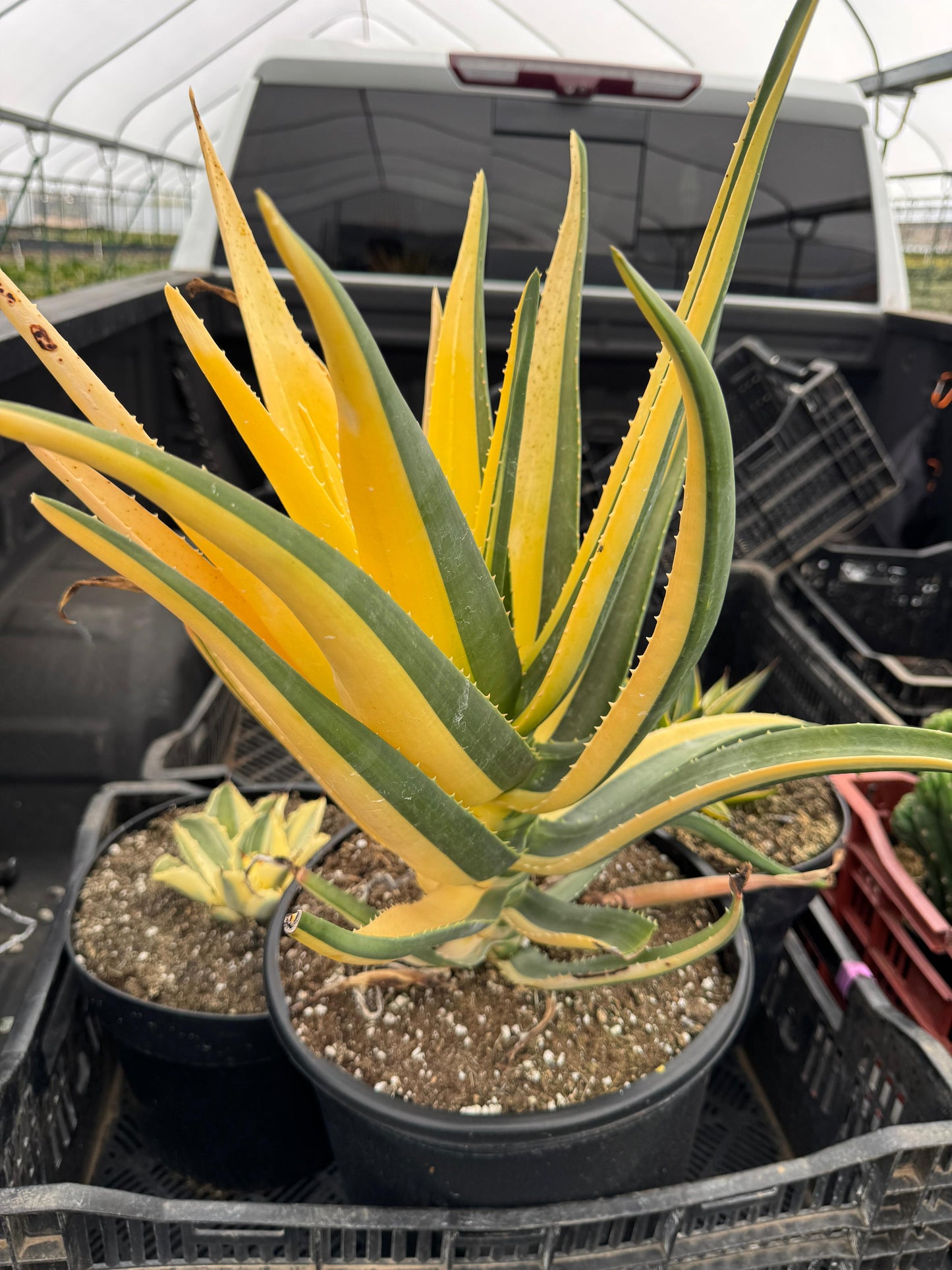 Aloe Hercules half moon Variegado