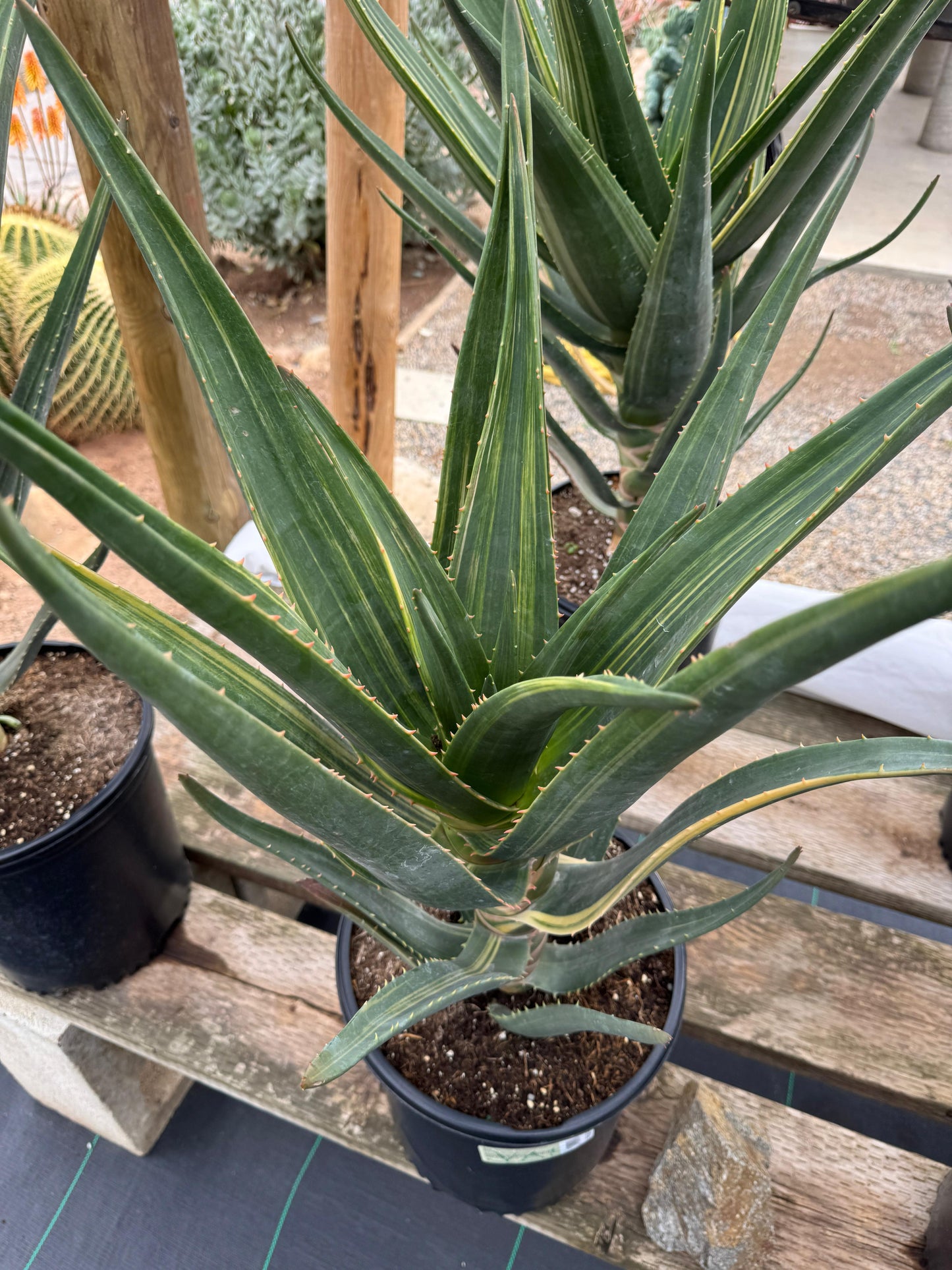 Aloe Hércules súper jumbo variegado