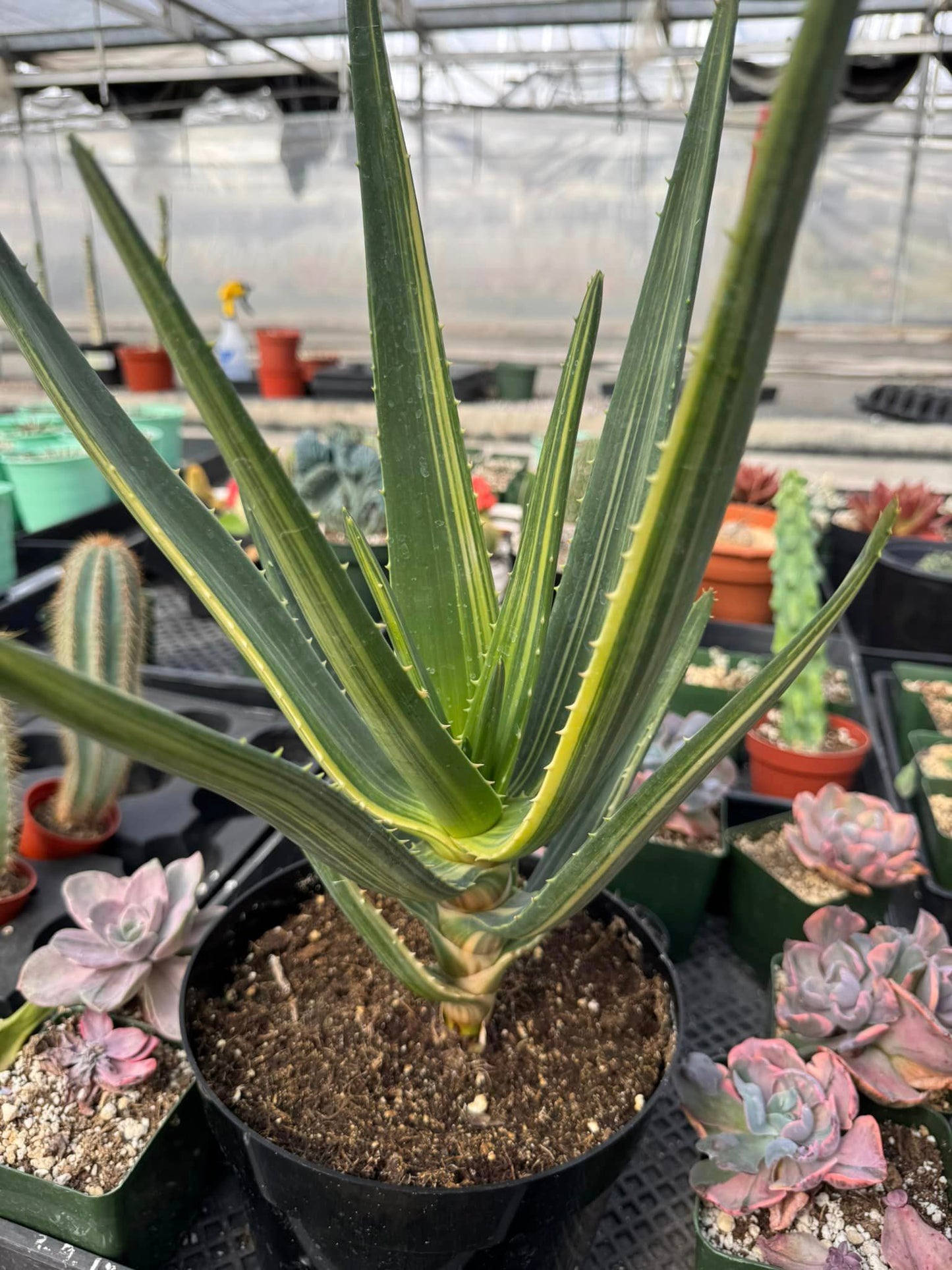 Aloe Hércules variegado
