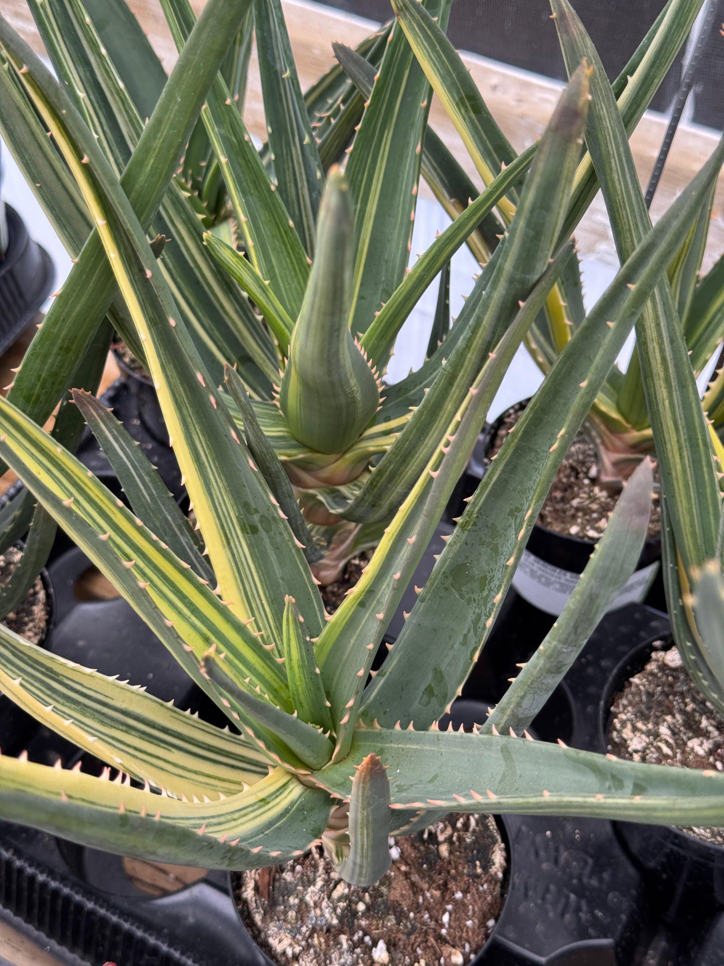 Aloe Hércules Variegado 4”