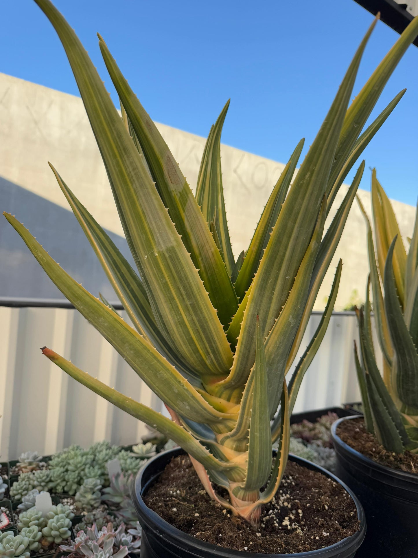 Aloe Hércules súper jumbo variegado