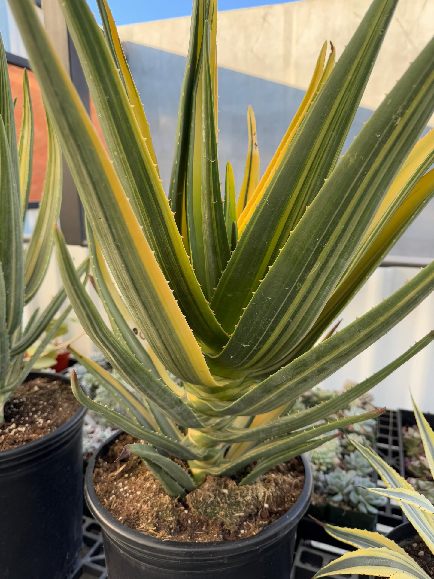 Aloe Hércules súper jumbo variegado