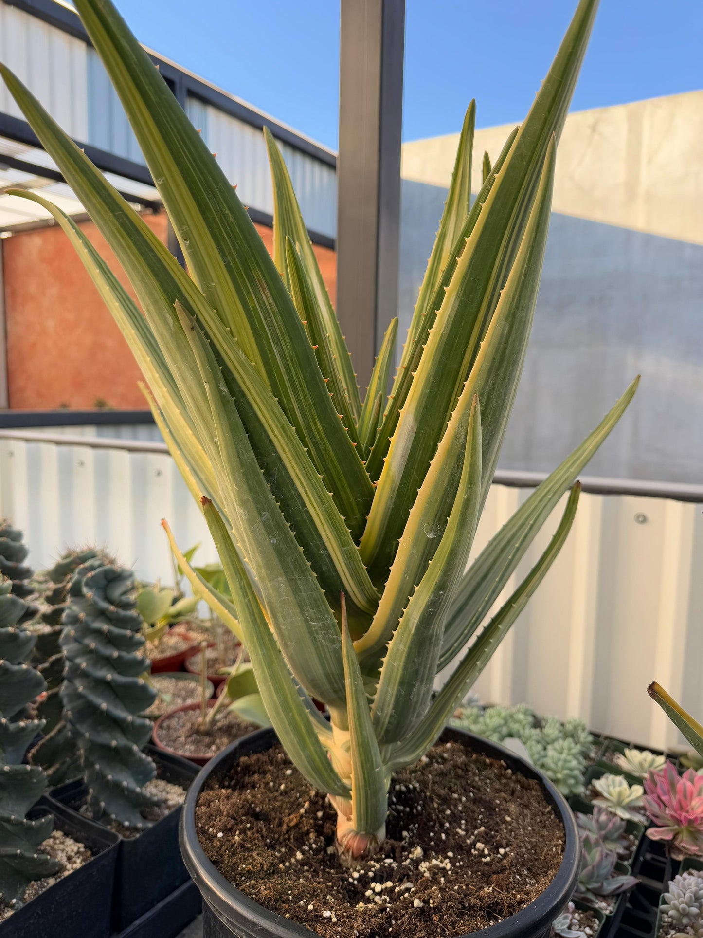 Aloe Hércules súper jumbo variegado