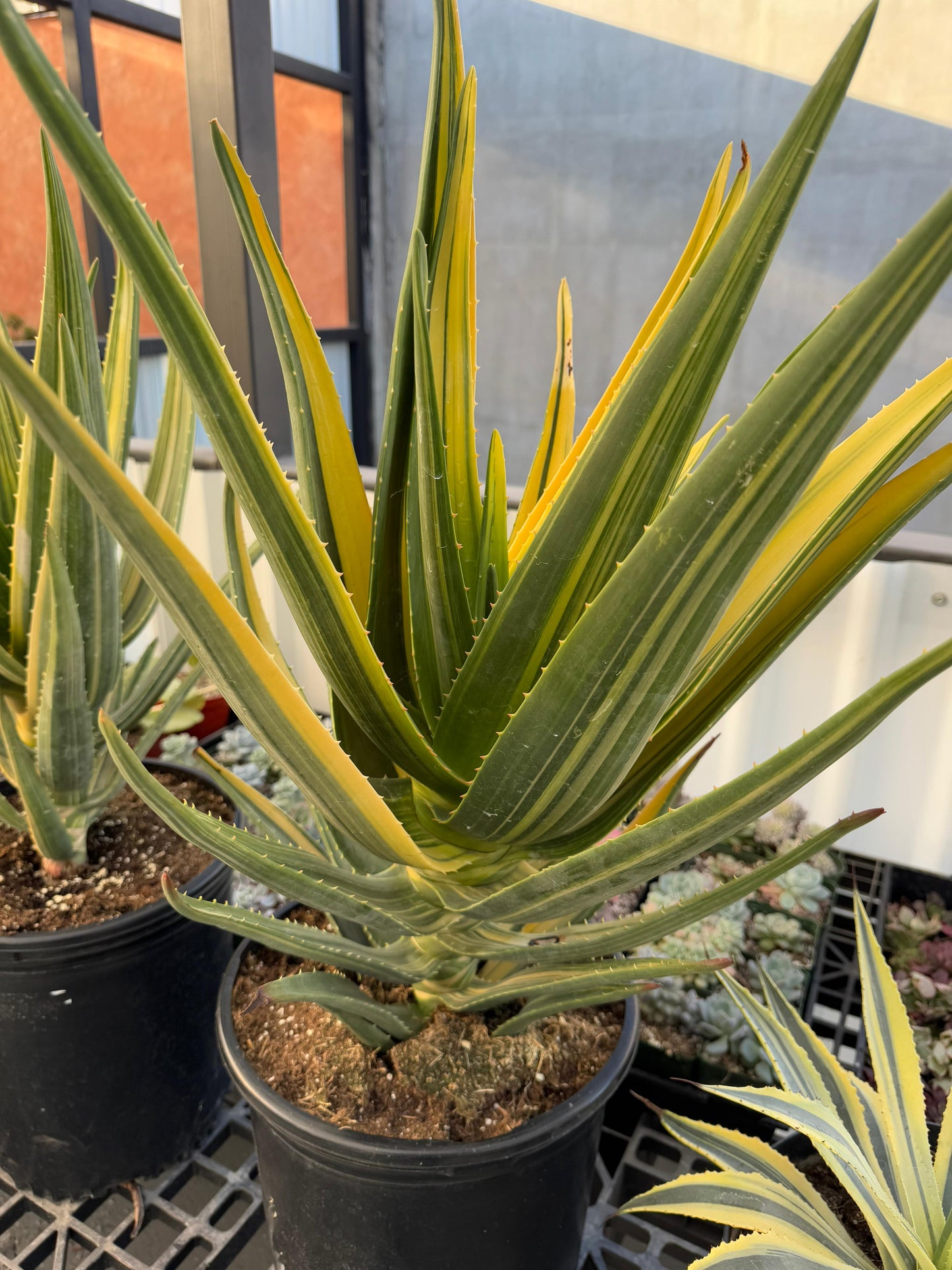 Aloe Hércules súper jumbo variegado
