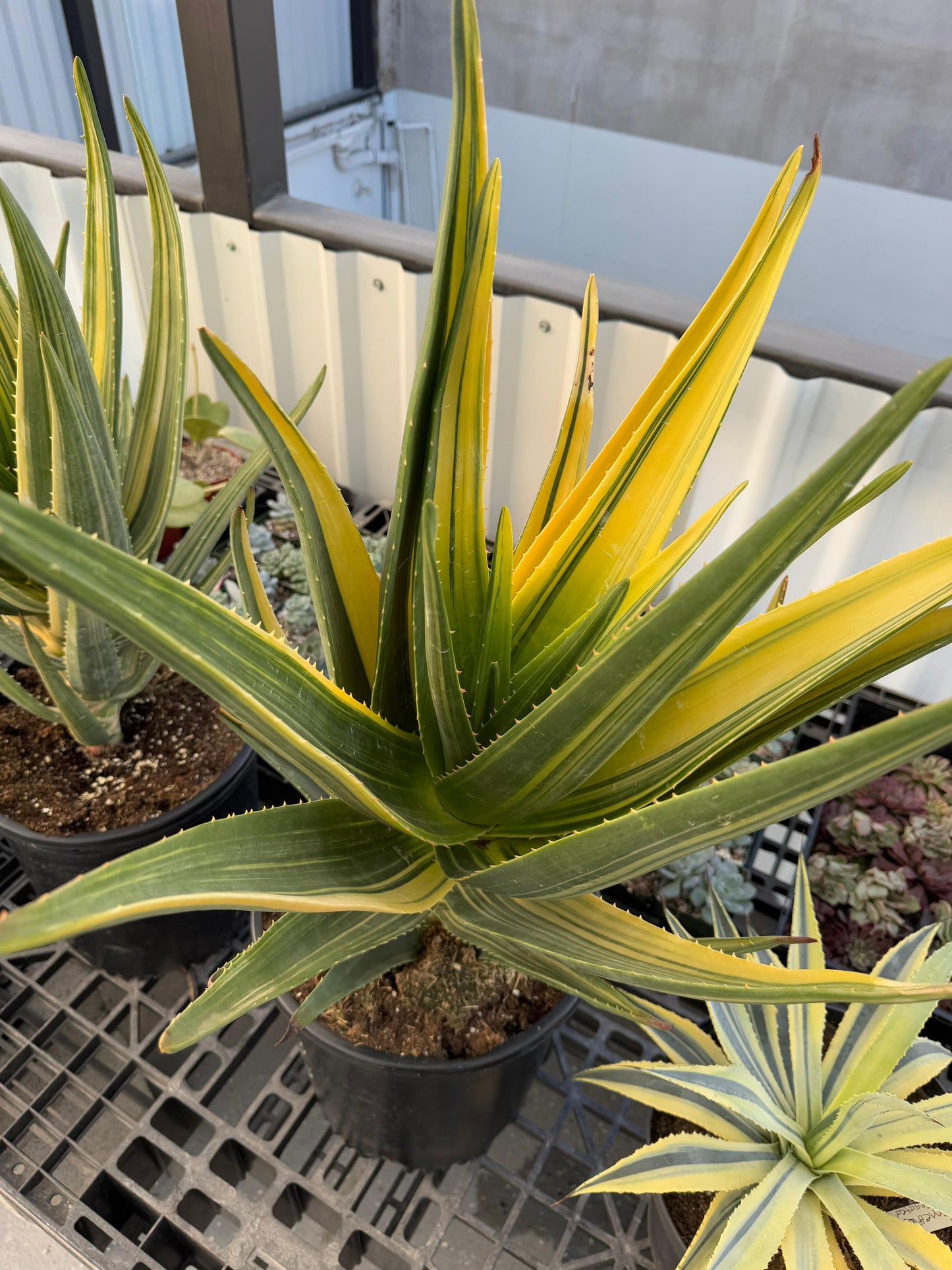Aloe Hércules súper jumbo variegado