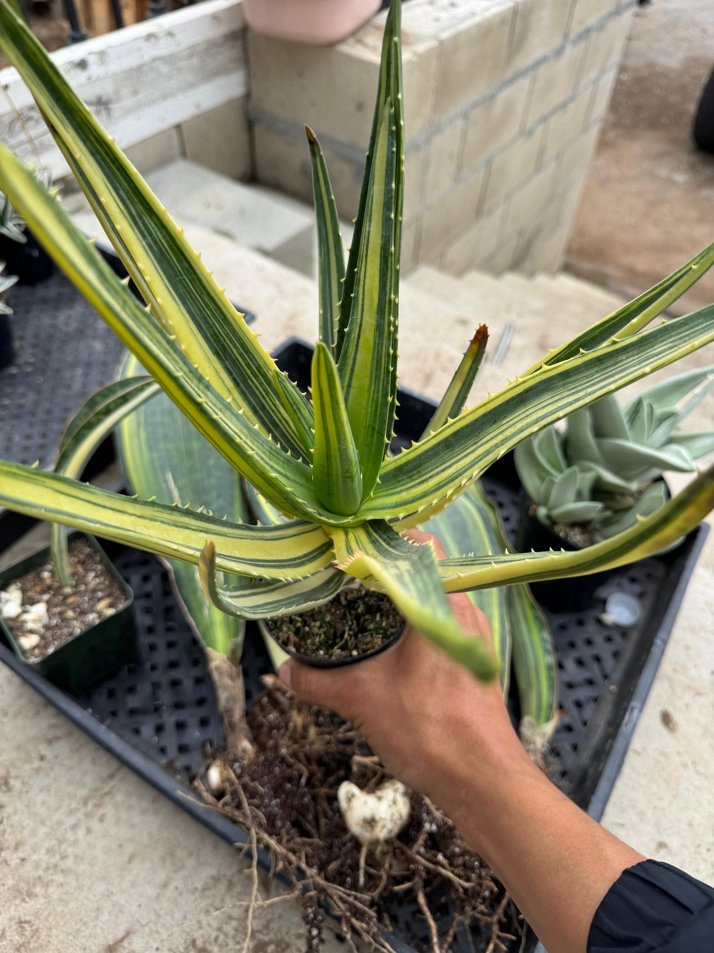 Aloe Hércules variegado espectacular