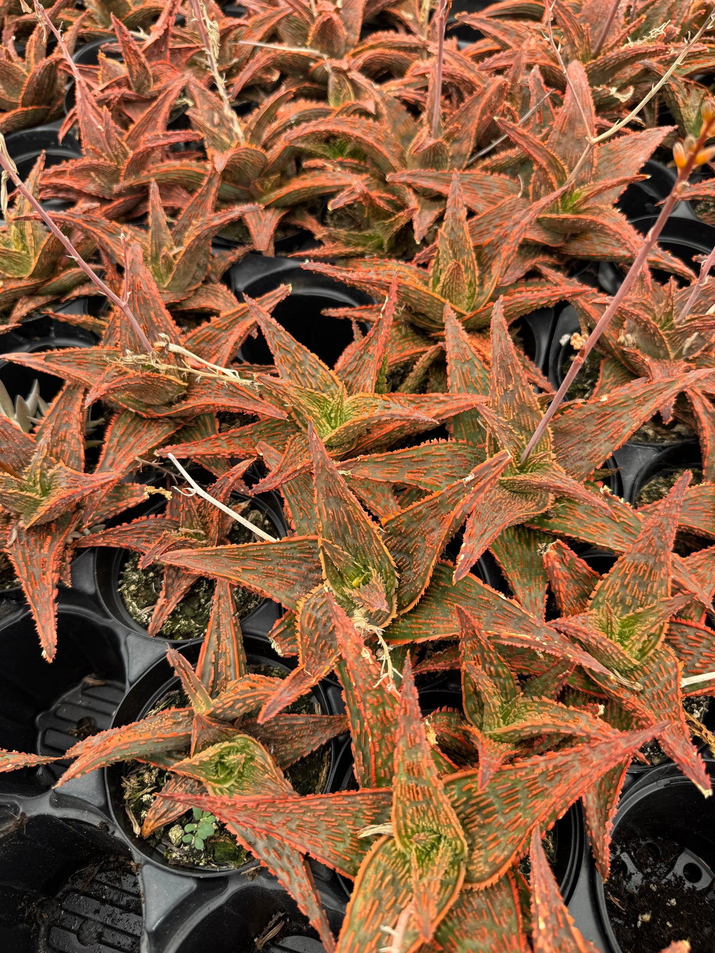 Aloe bonefire